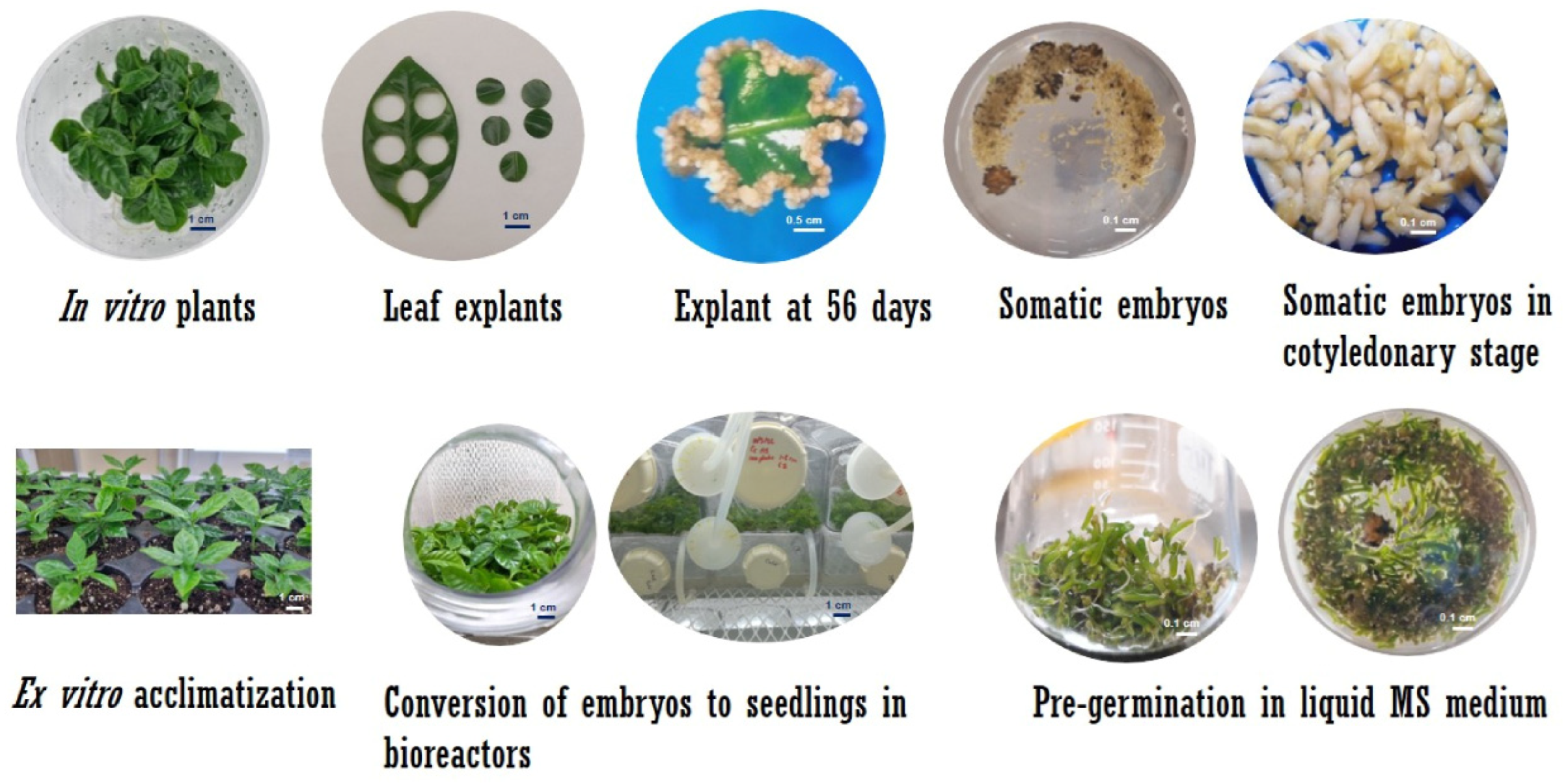 Plants 12 03055 g003