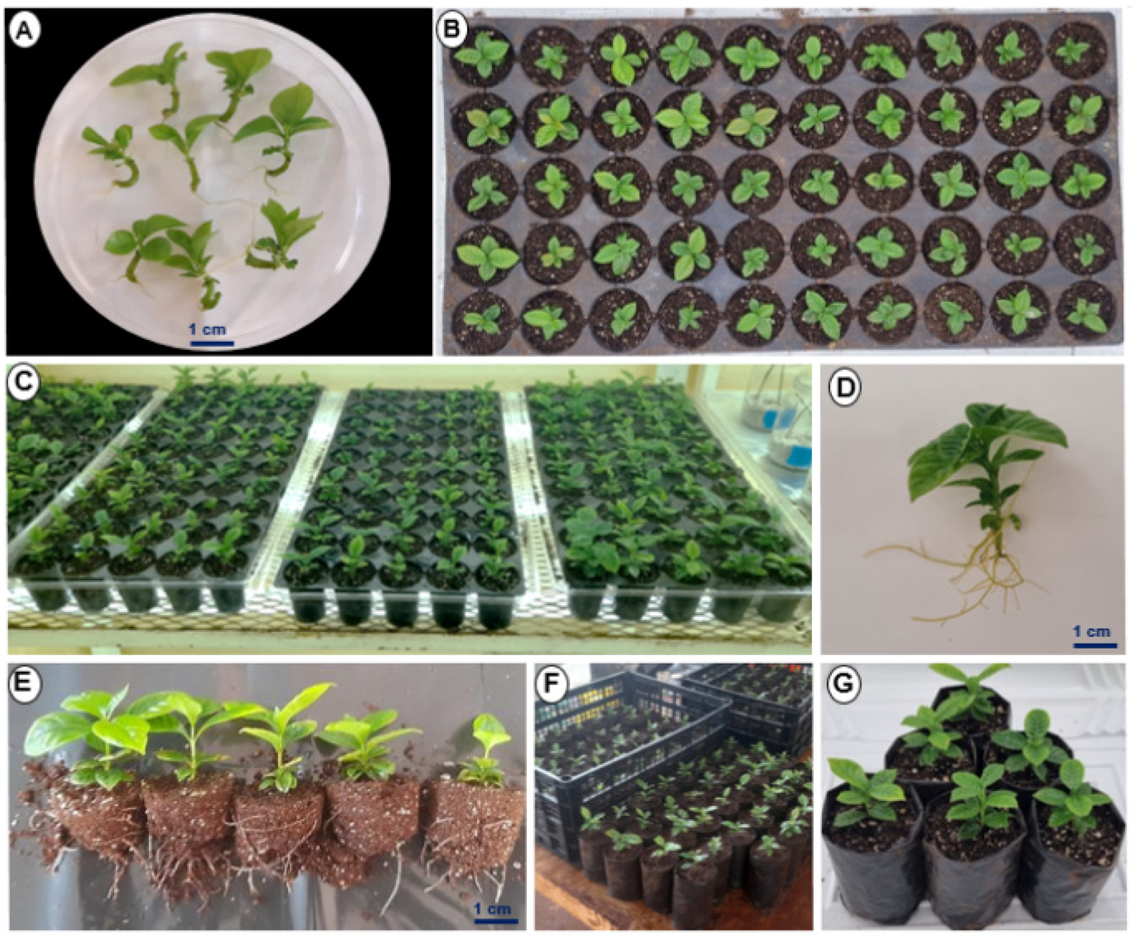 Plants 12 03055 g008