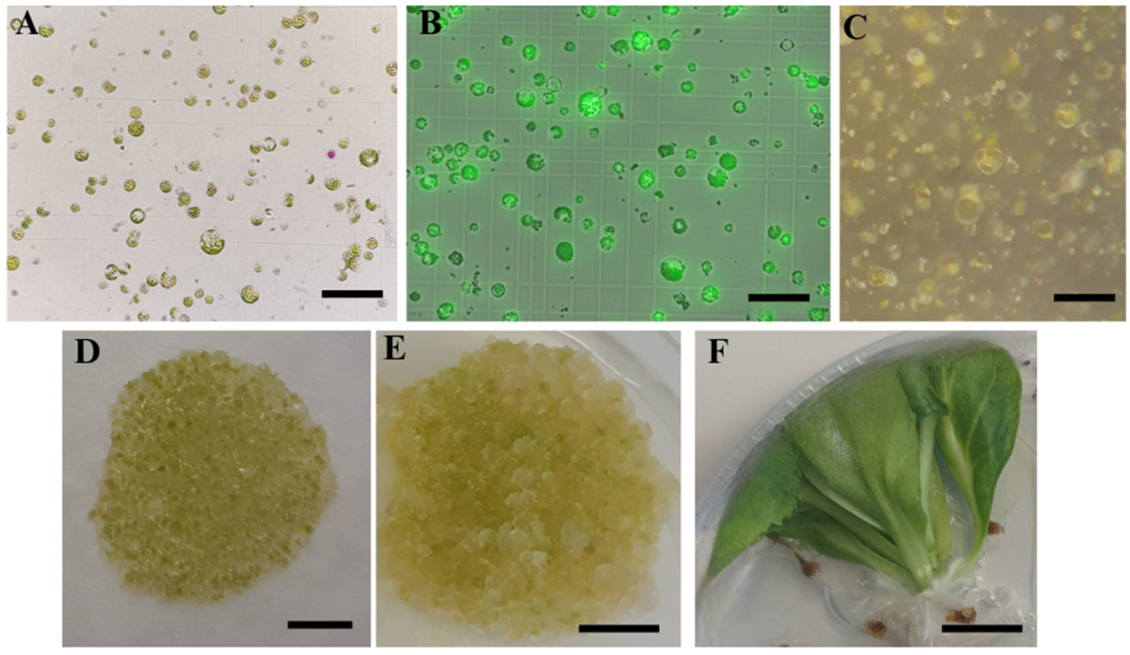 Plants 12 03074 g005 Plants 12 03074 g005