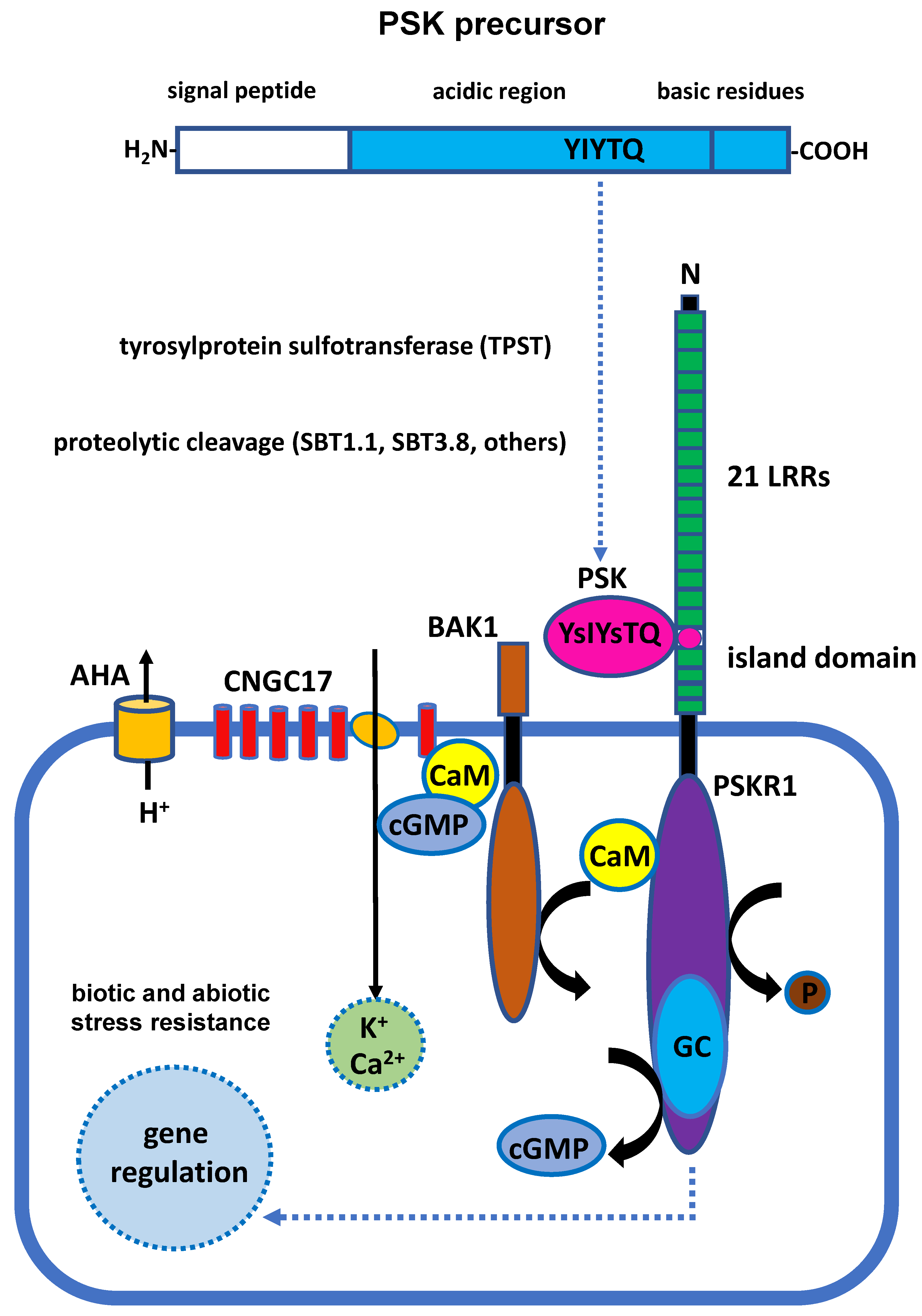 Plants | Free Full-Text | The Research Process of PSK Biosynthesis,  Signaling Transduction, and Potential Applications in Brassica napus