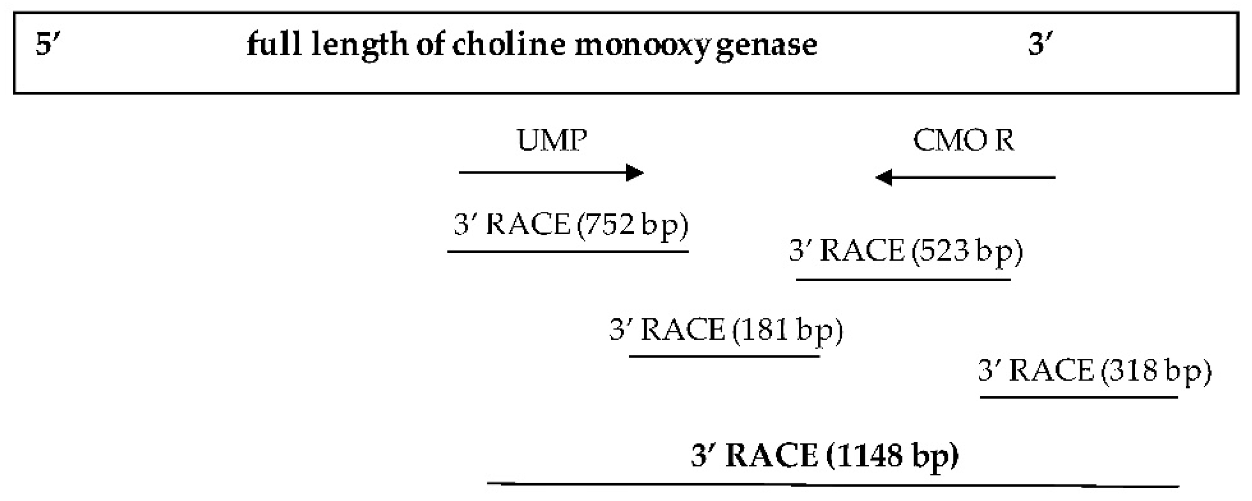Plants 12 03089 g004 Plants 12 03089 g004