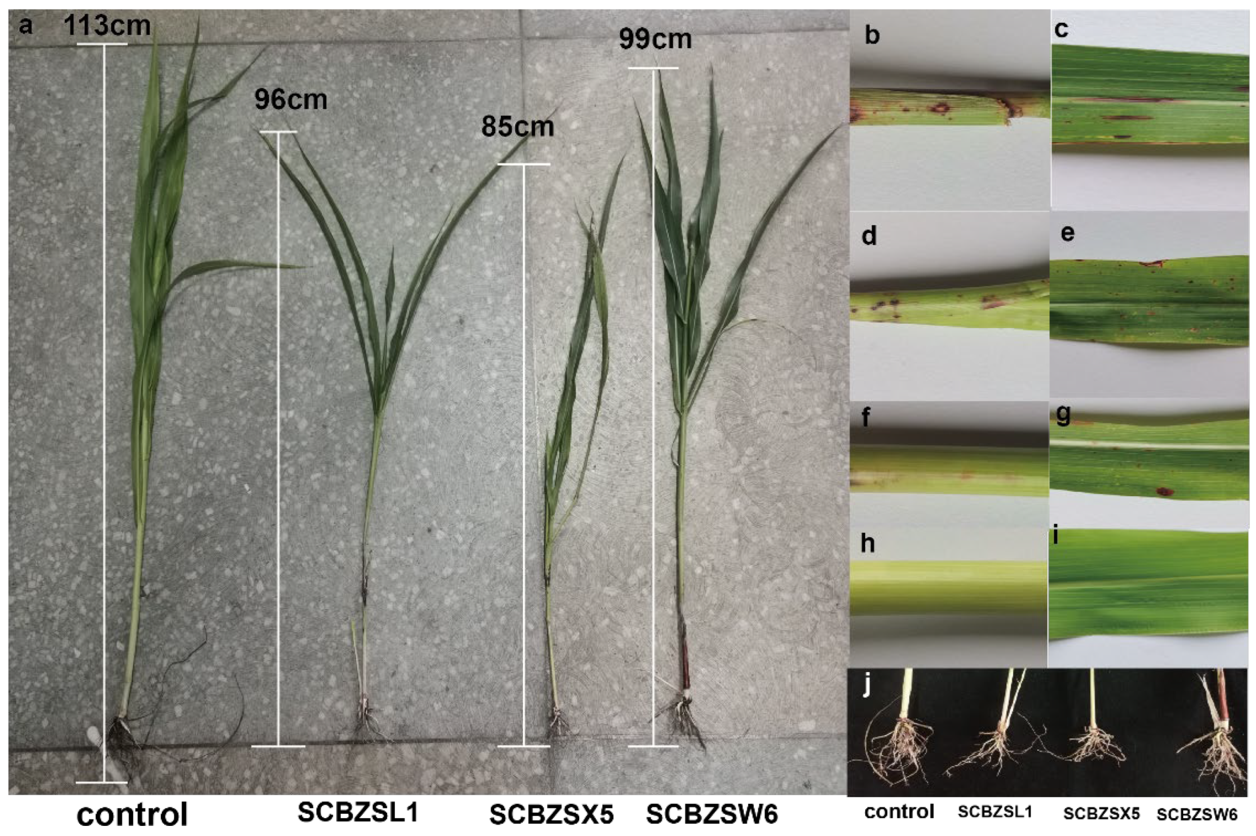 Plants 12 03091 g001