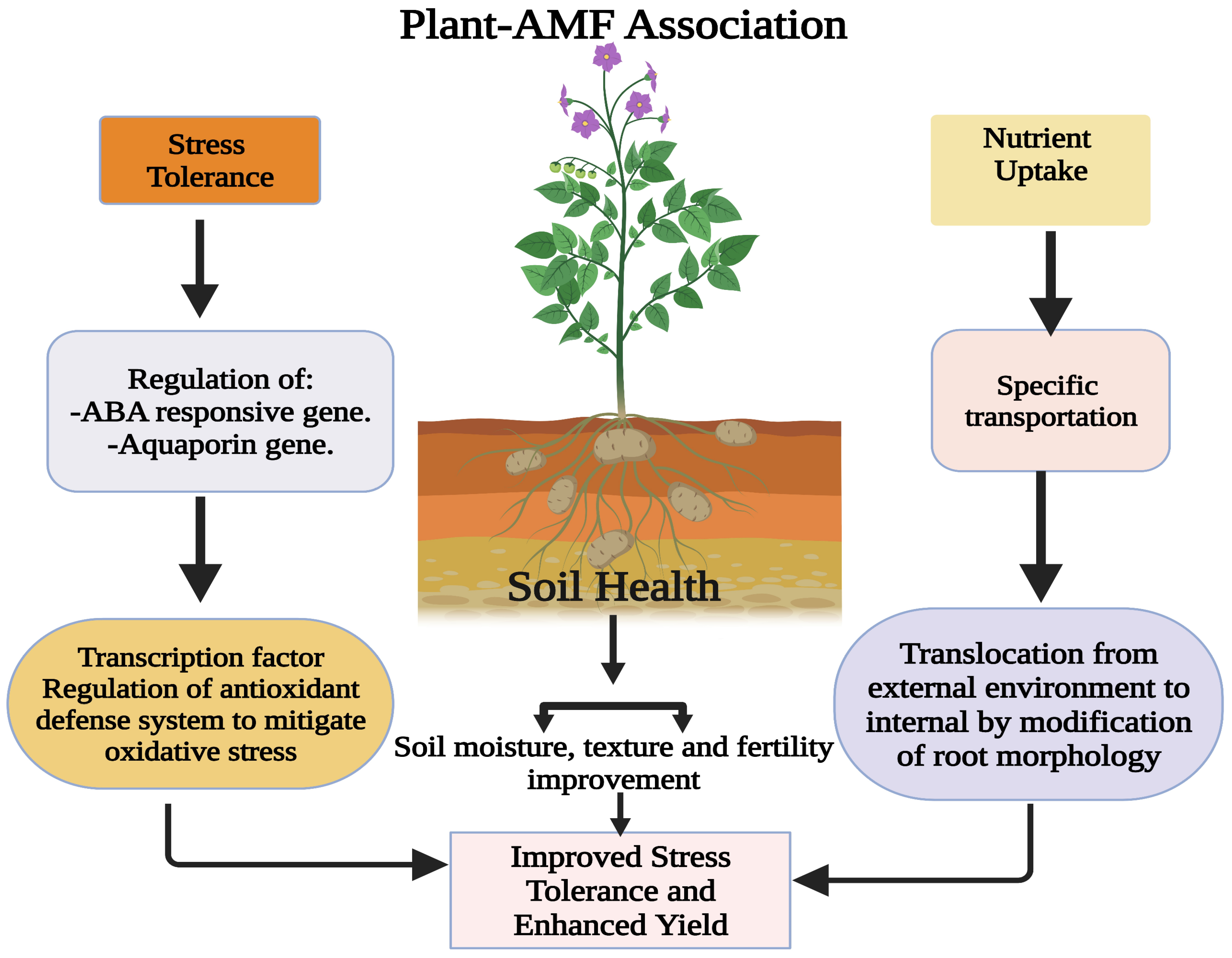 Plants | Free Full-Text | Role of Arbuscular Mycorrhizal Fungi in