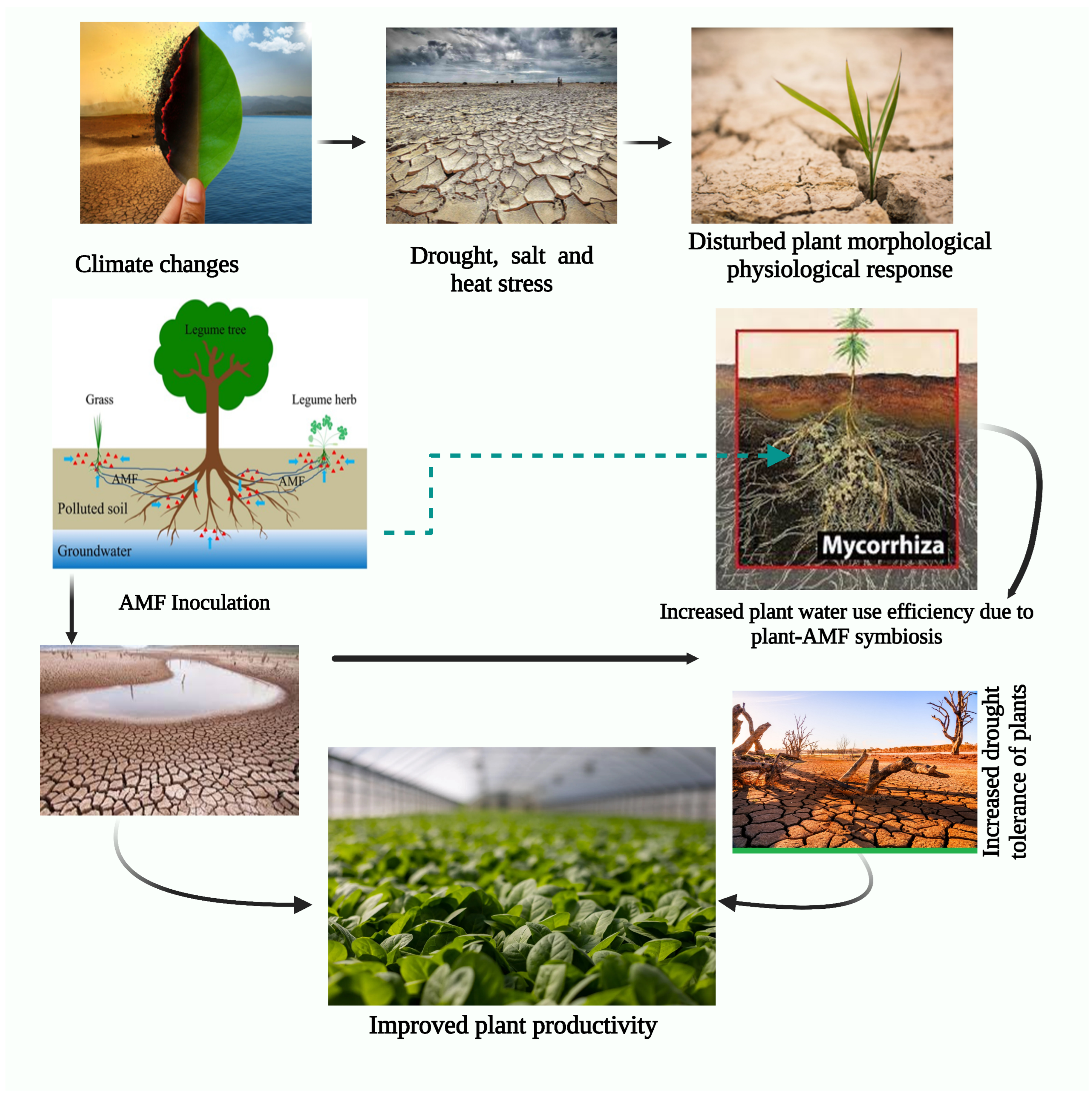 Plants Free Full Text Role of Arbuscular Mycorrhizal Fungi in