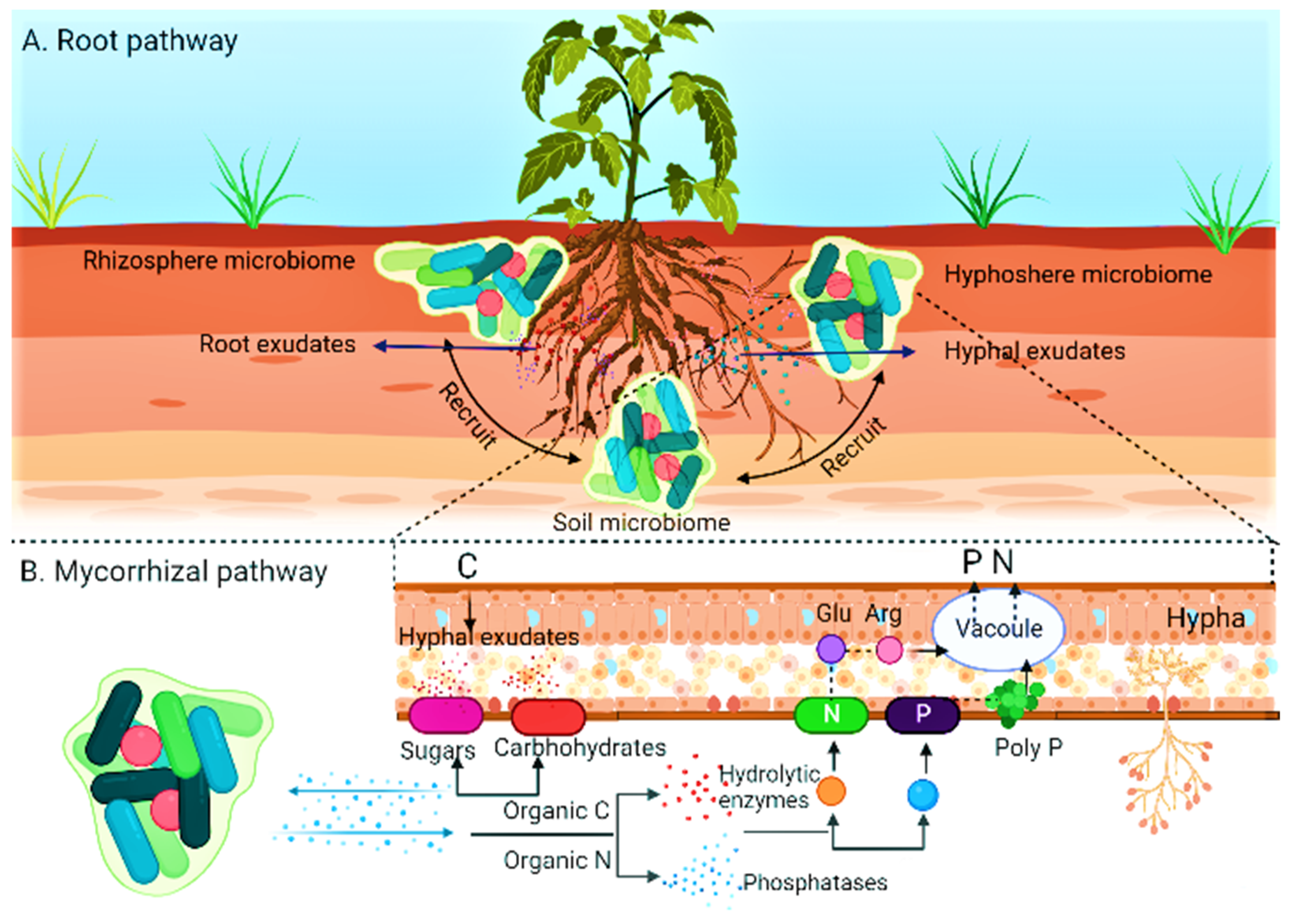 Plants Free Full Text Role of Arbuscular Mycorrhizal Fungi in