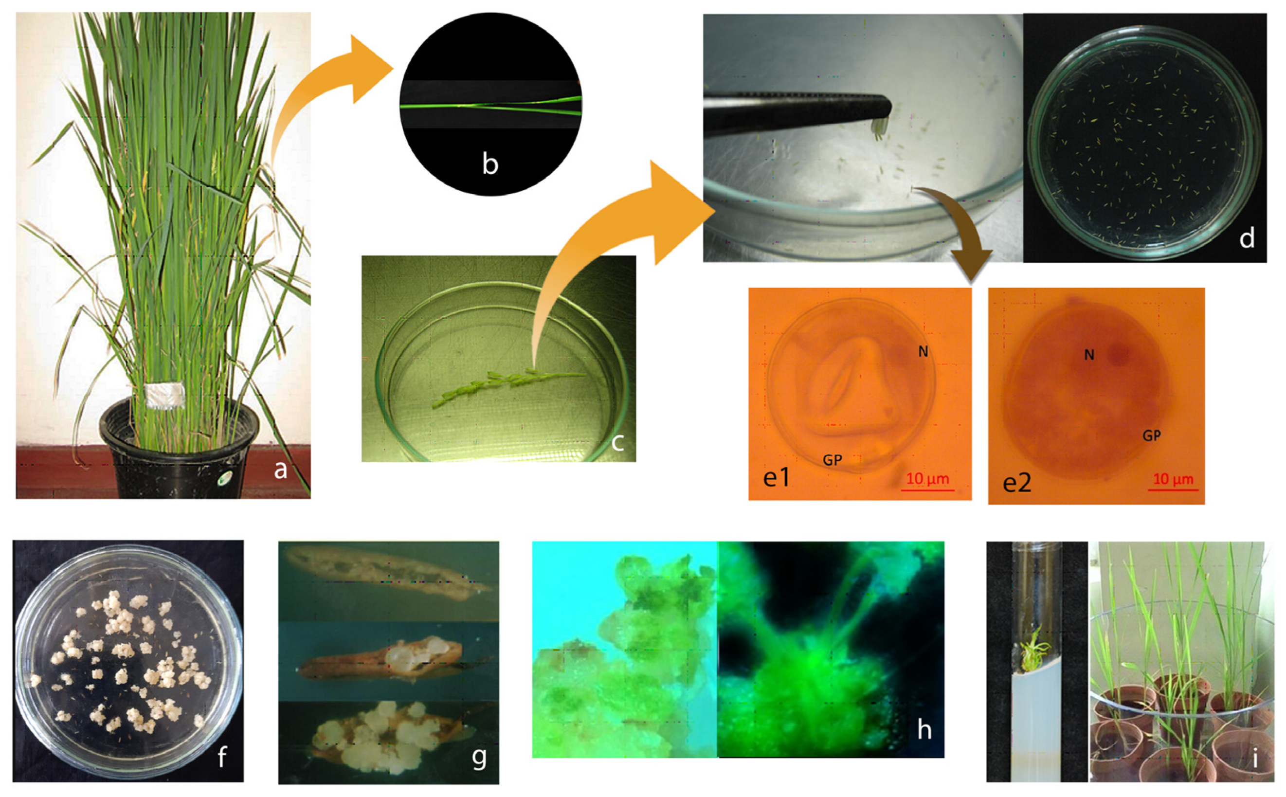 Plants 12 03118 g001 Plants 12 03118 g001