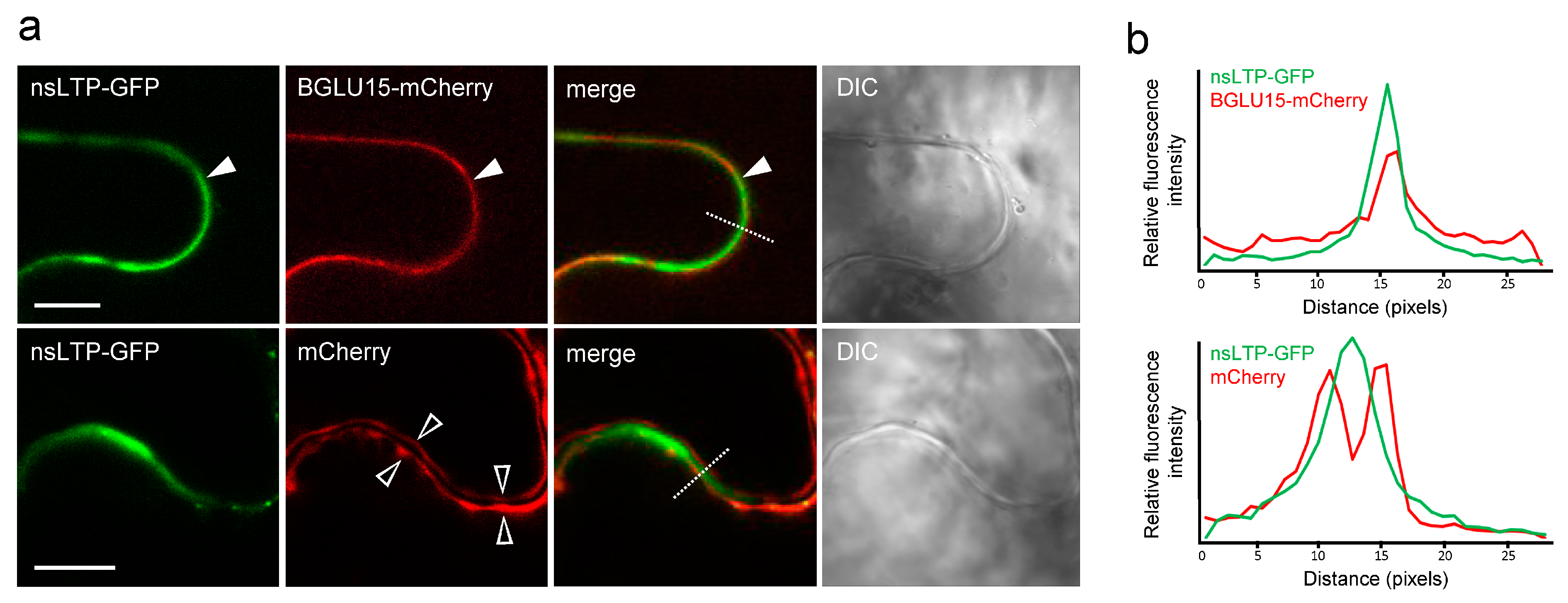 Plants 12 03129 g004