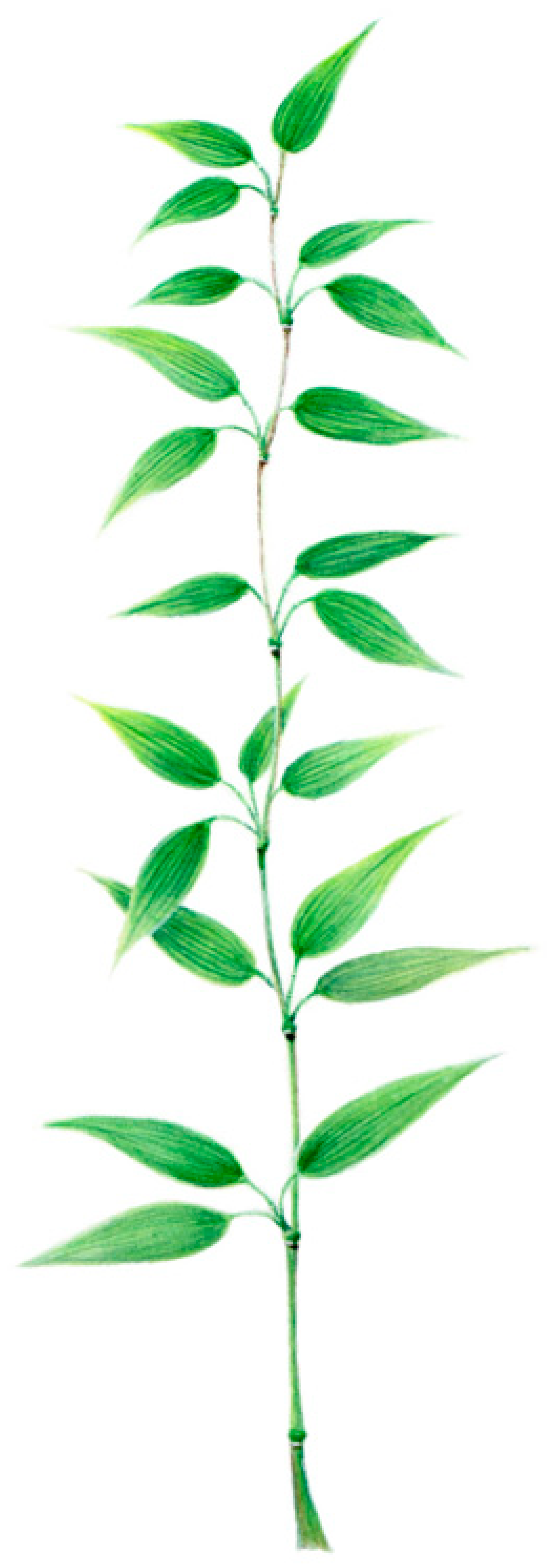 Plants 12 03143 g001