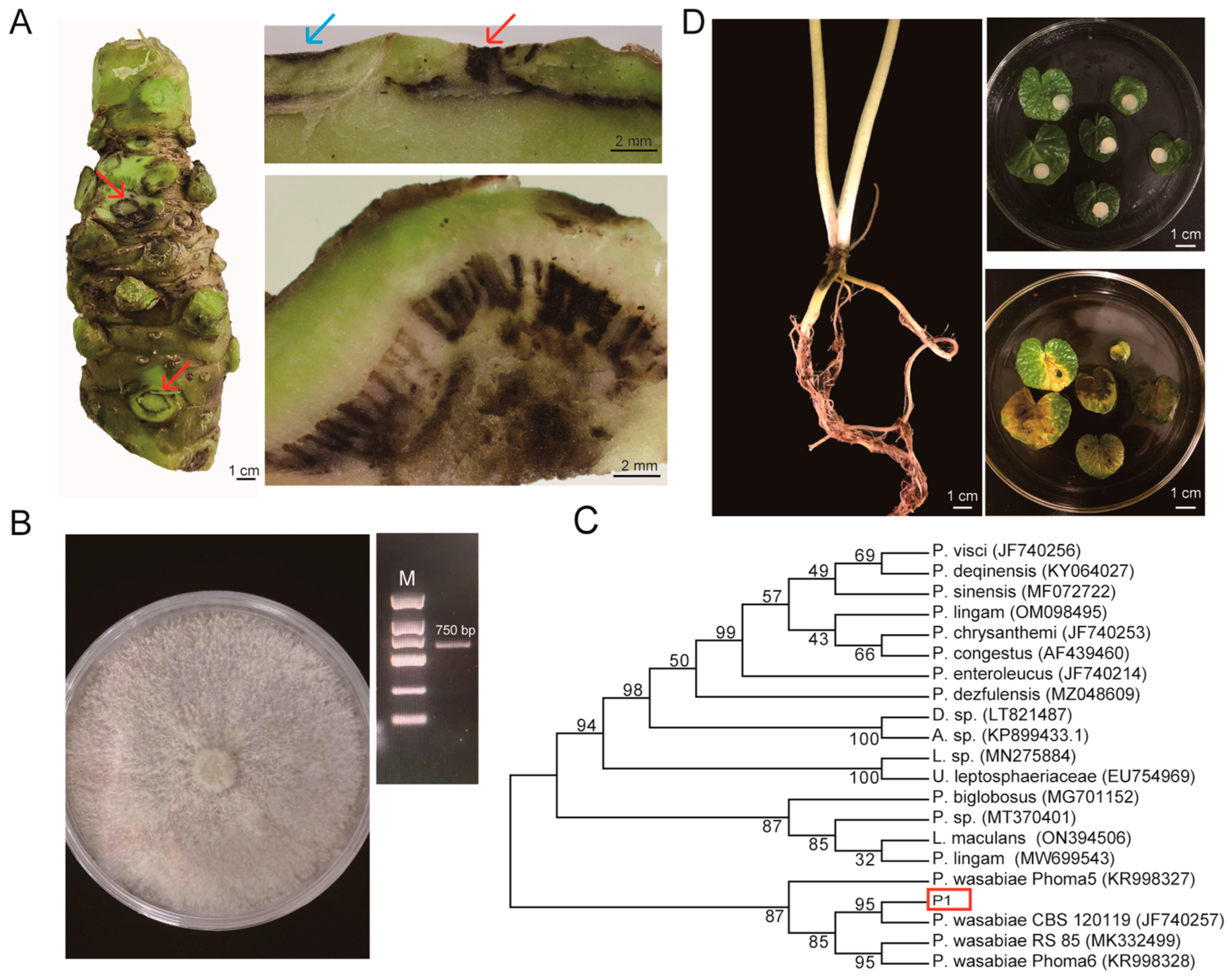 https://www.mdpi.com/plants/plants-12-03149/article_deploy/html/images/plants-12-03149-g001.png