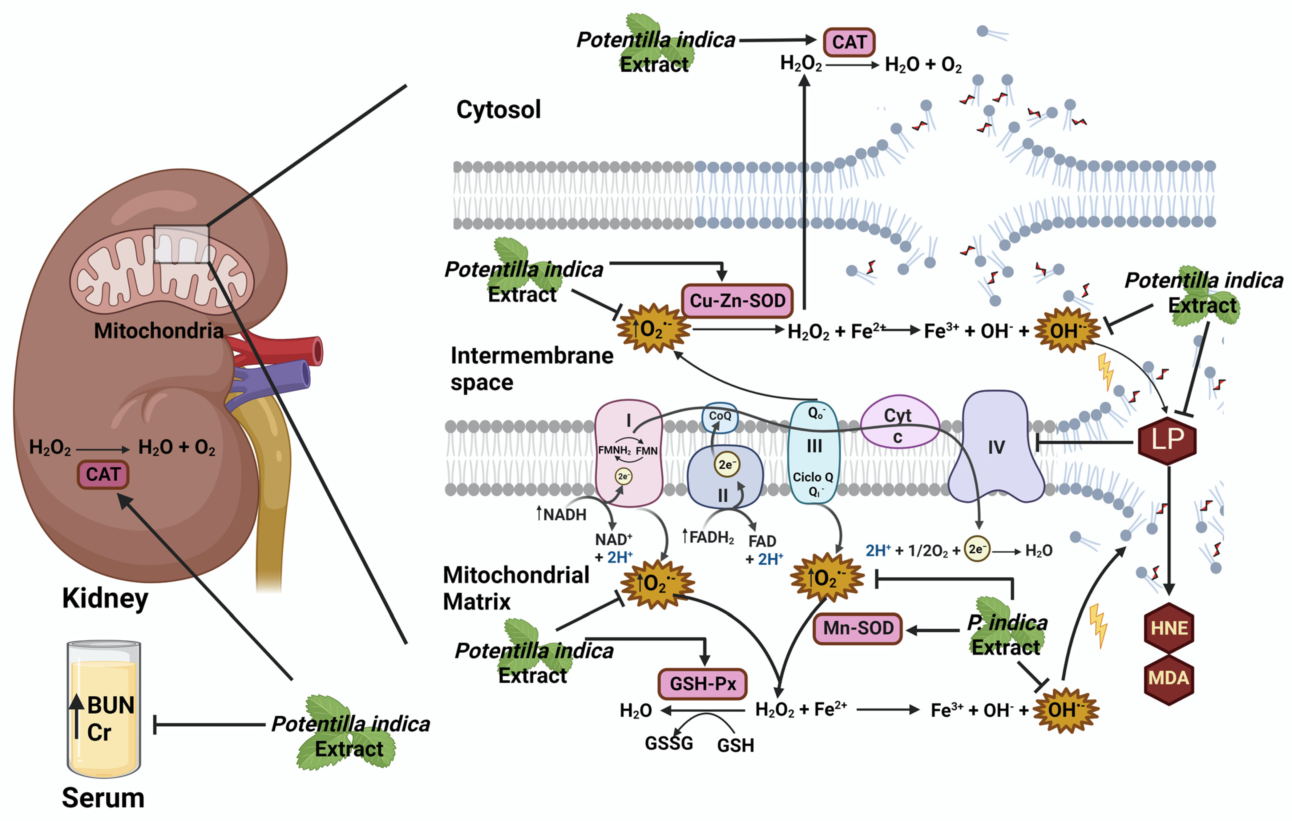 Plants 12 03196 g005 Plants 12 03196 g005