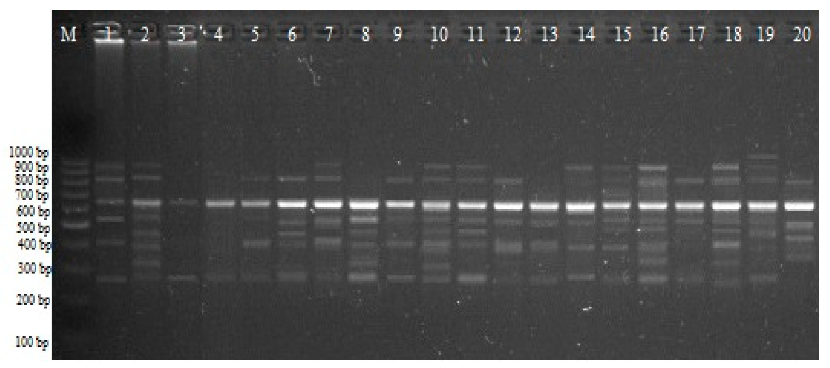 Plants 12 03261 g003