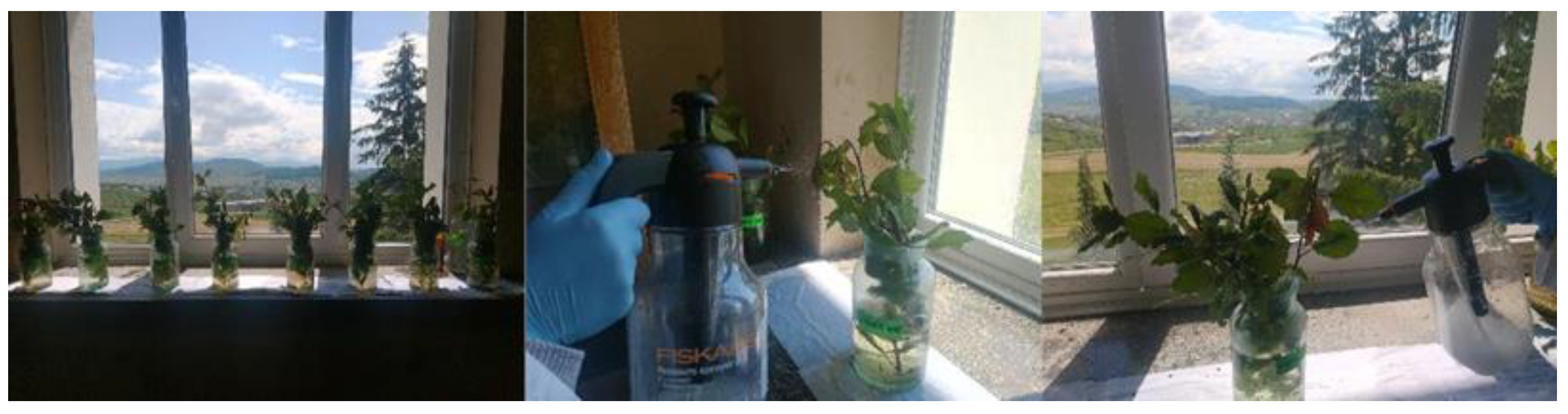 Plants 12 03316 g004