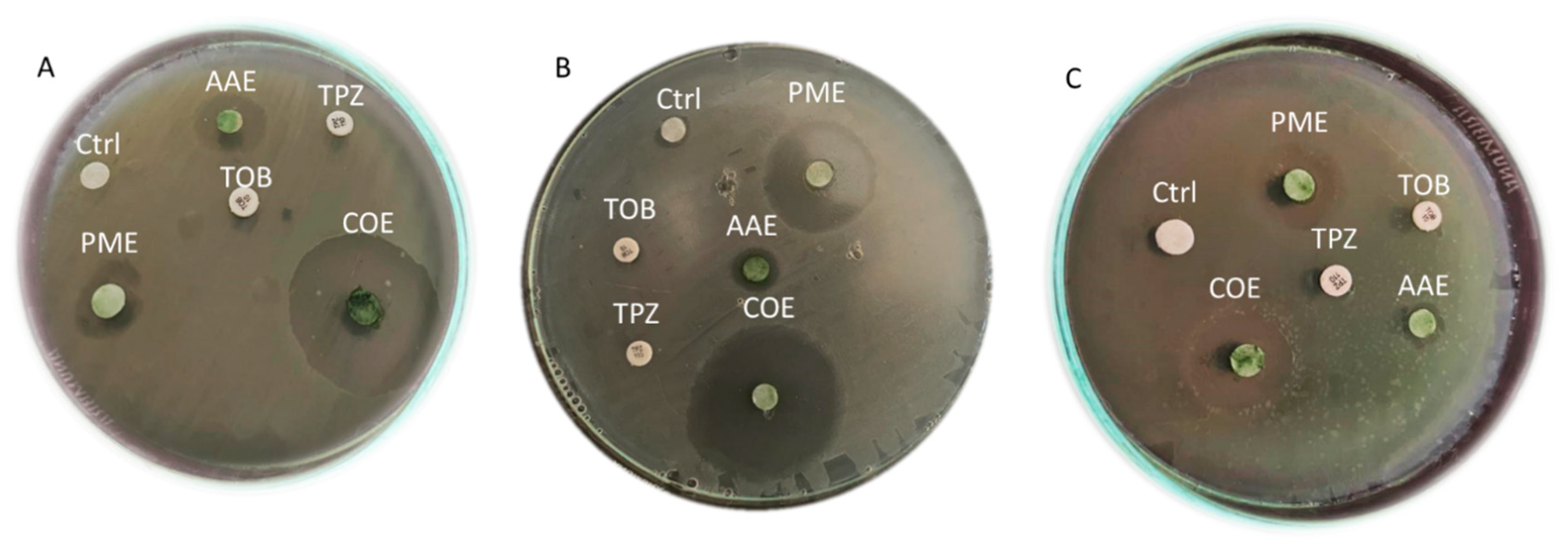 Plants 12 03324 g001