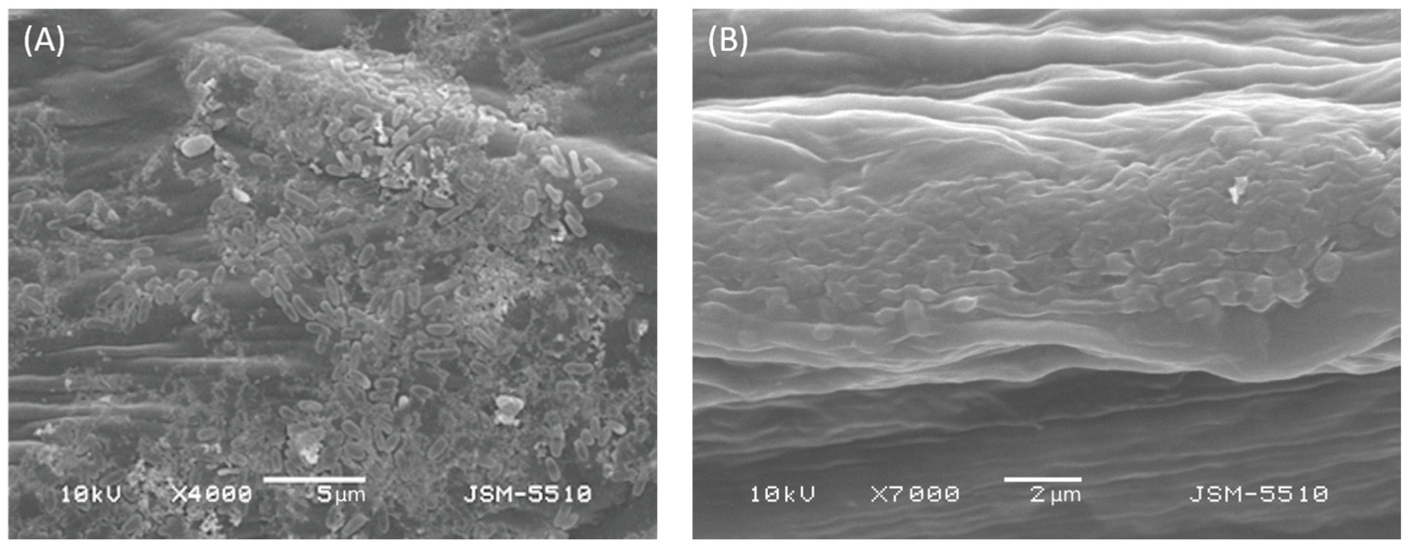 Plants 12 03348 g002