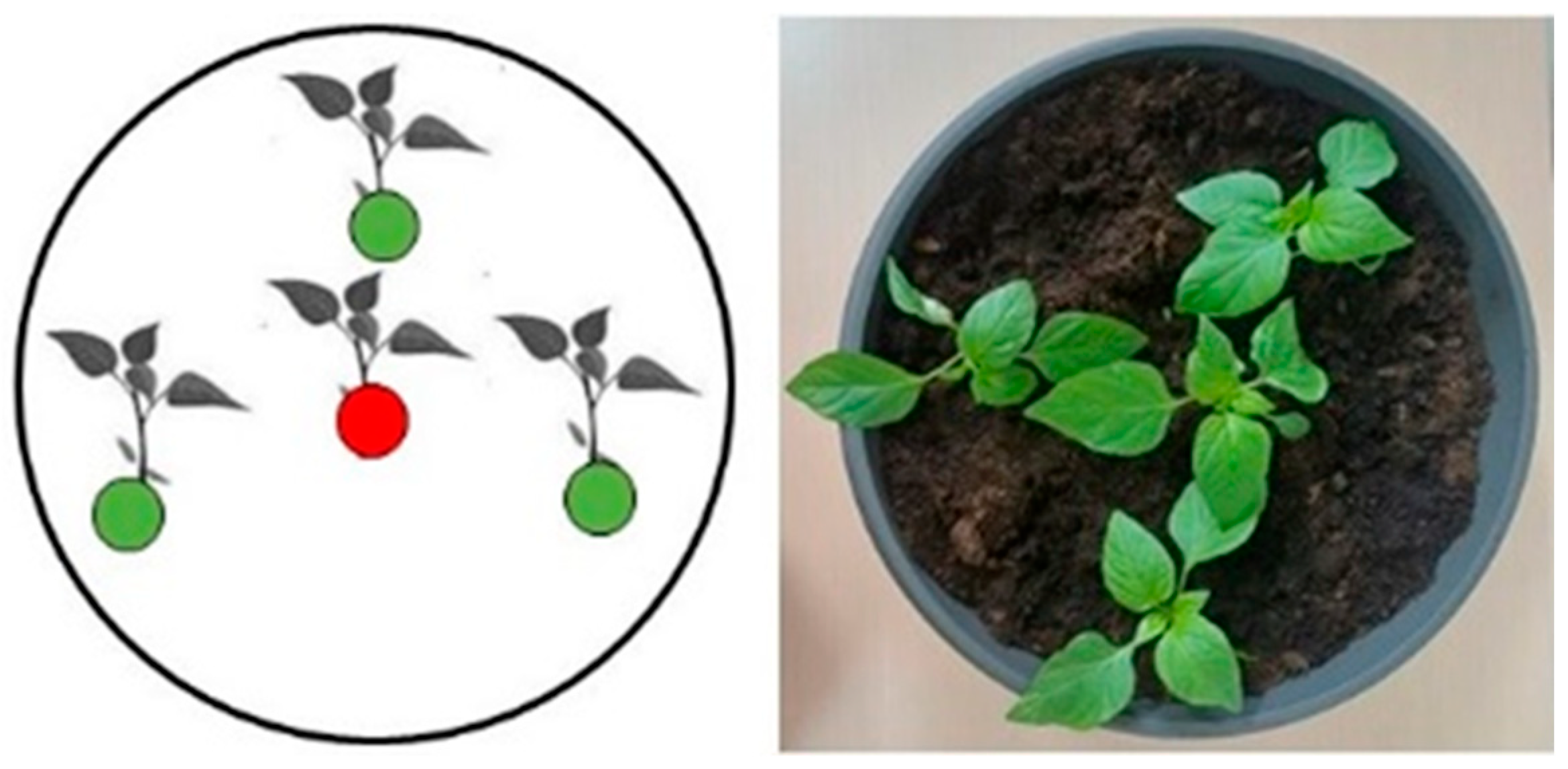 Plants 12 03348 g006