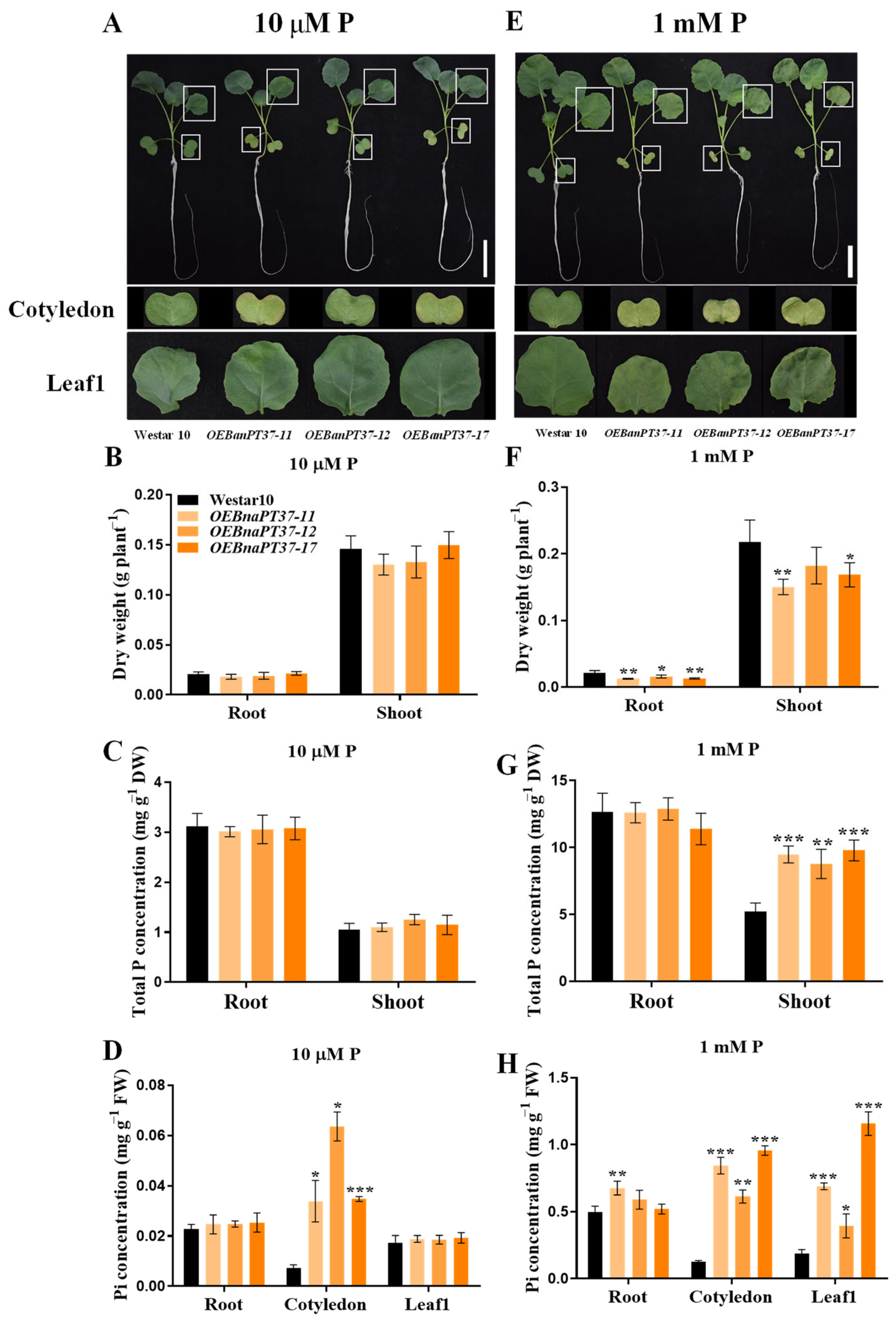 Plants 12 03362 g005