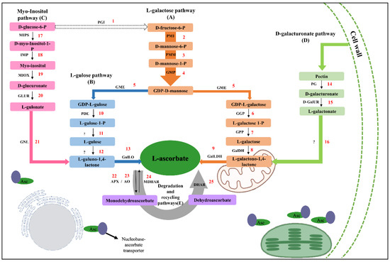 Plants | Free Full-Text | Genome and Transcriptome Analyses of