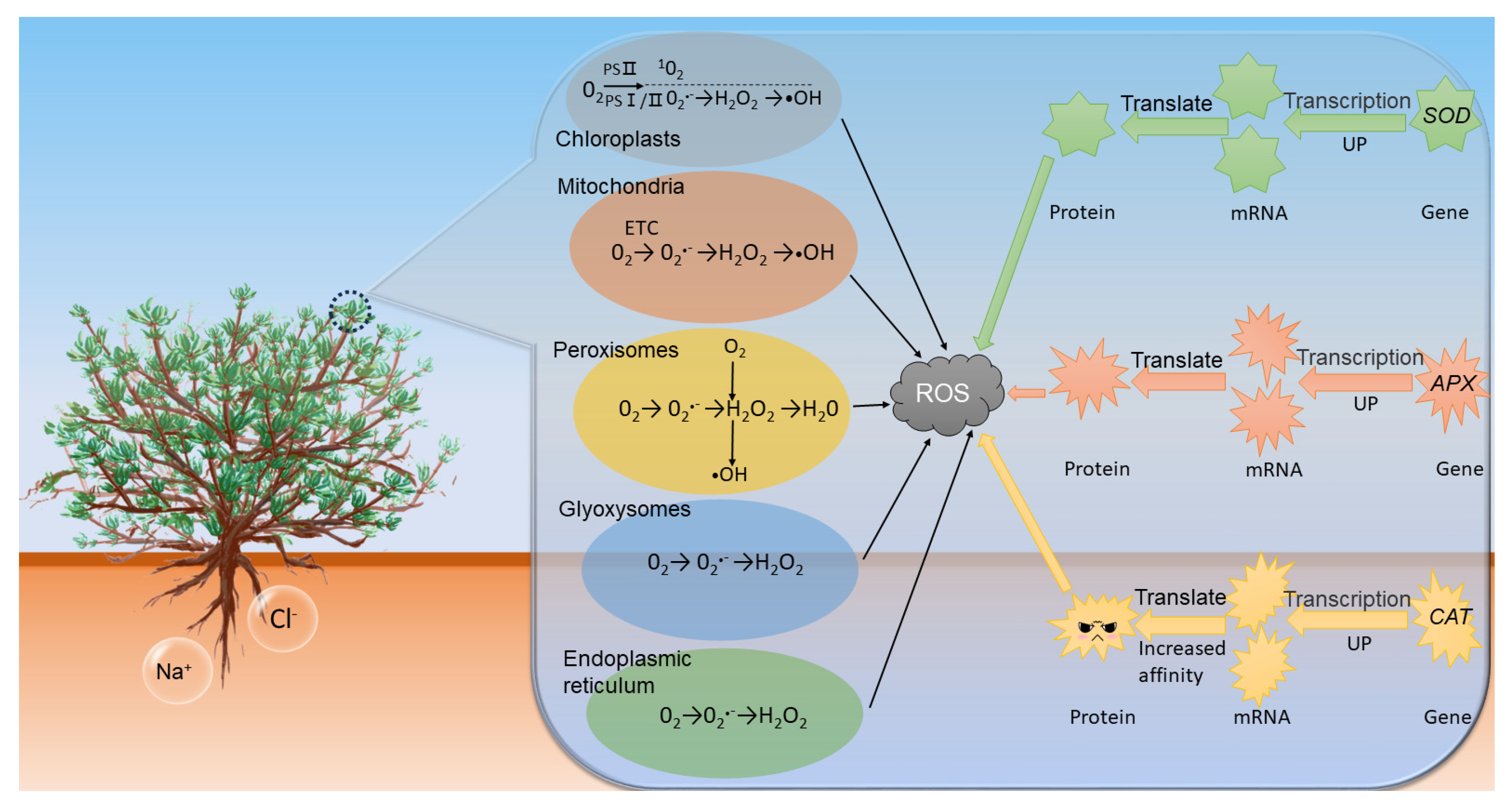 Plants 12 03370 g011 Plants 12 03370 g011