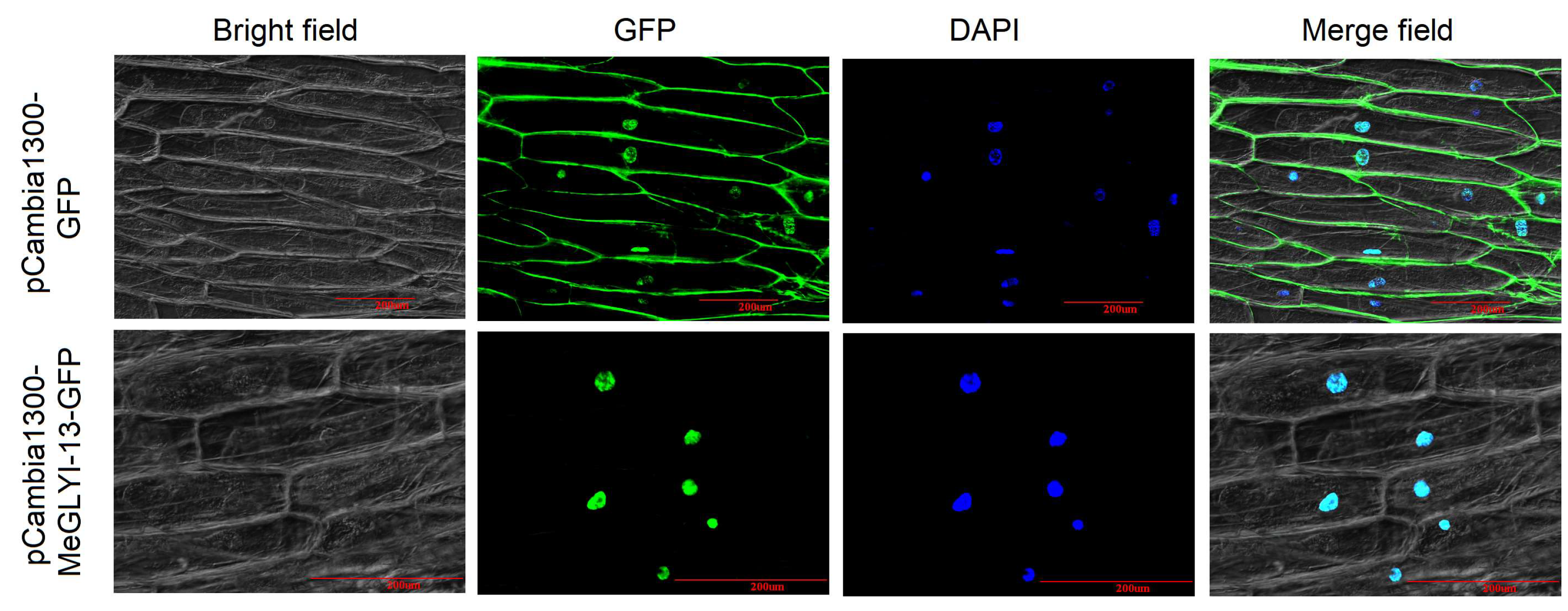 Plants 12 03375 g002
