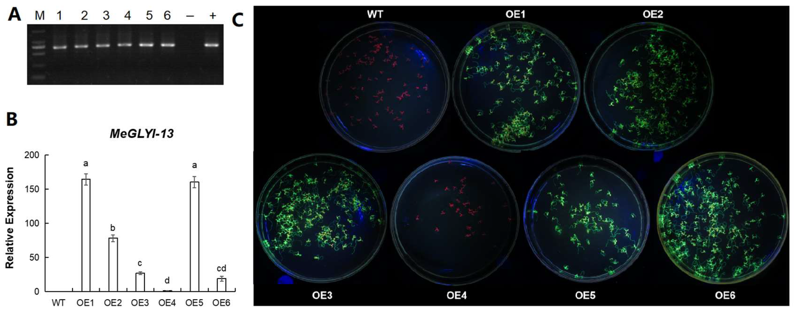 Plants 12 03375 g004