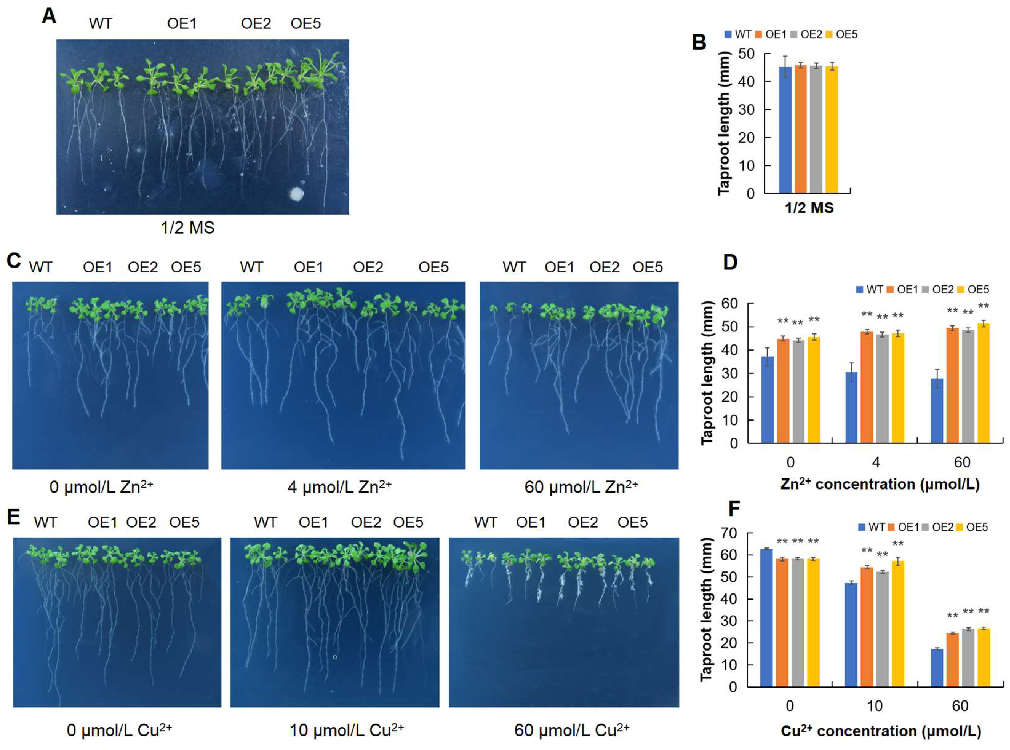 Plants 12 03375 g005
