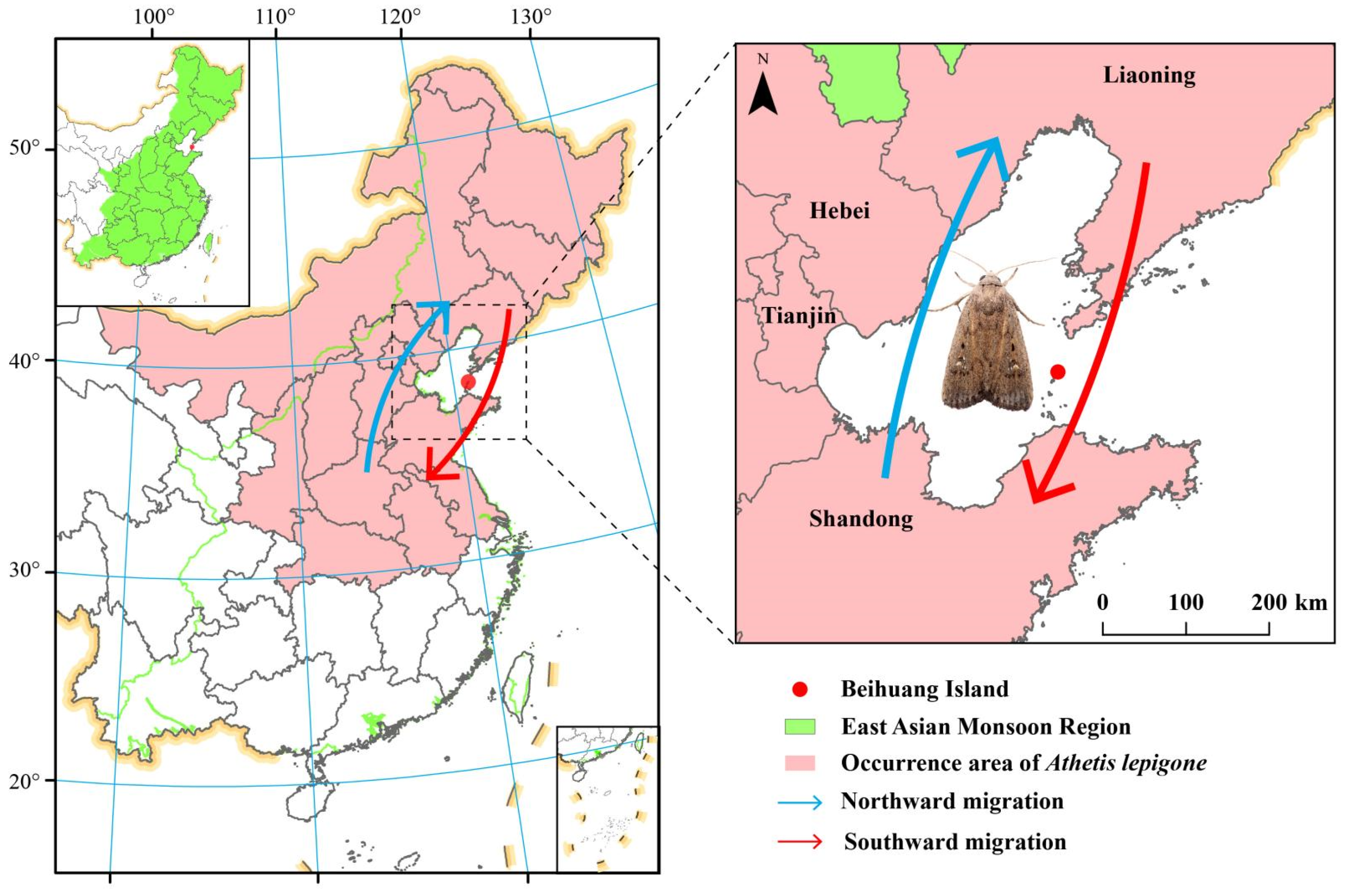 Plants | Free Full-Text | Regional Pollination Activity by Moth Migration  in Athetis lepigone