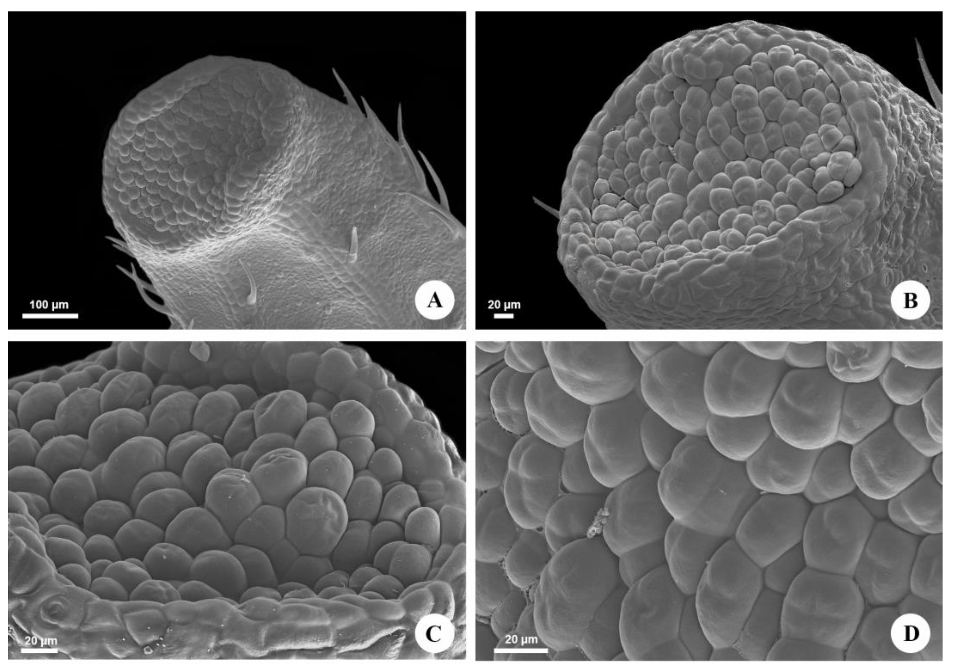 Plants 12 03411 g002 Plants 12 03411 g002