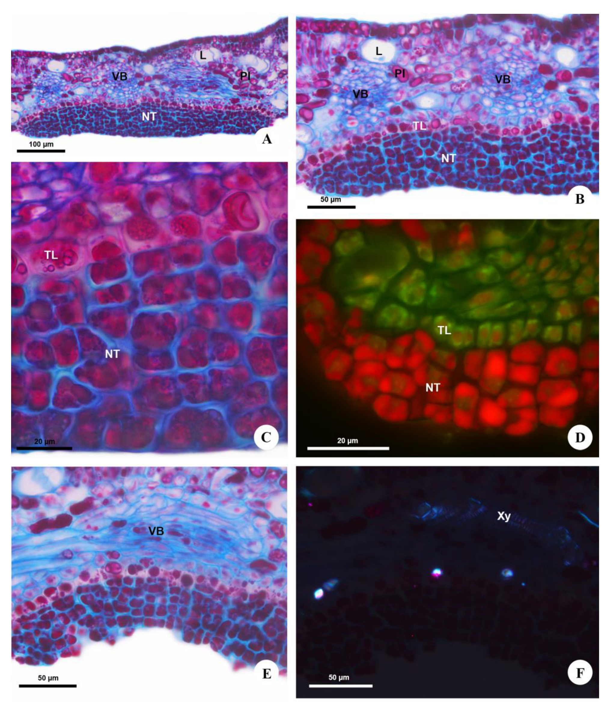 Plants 12 03411 g003 Plants 12 03411 g003