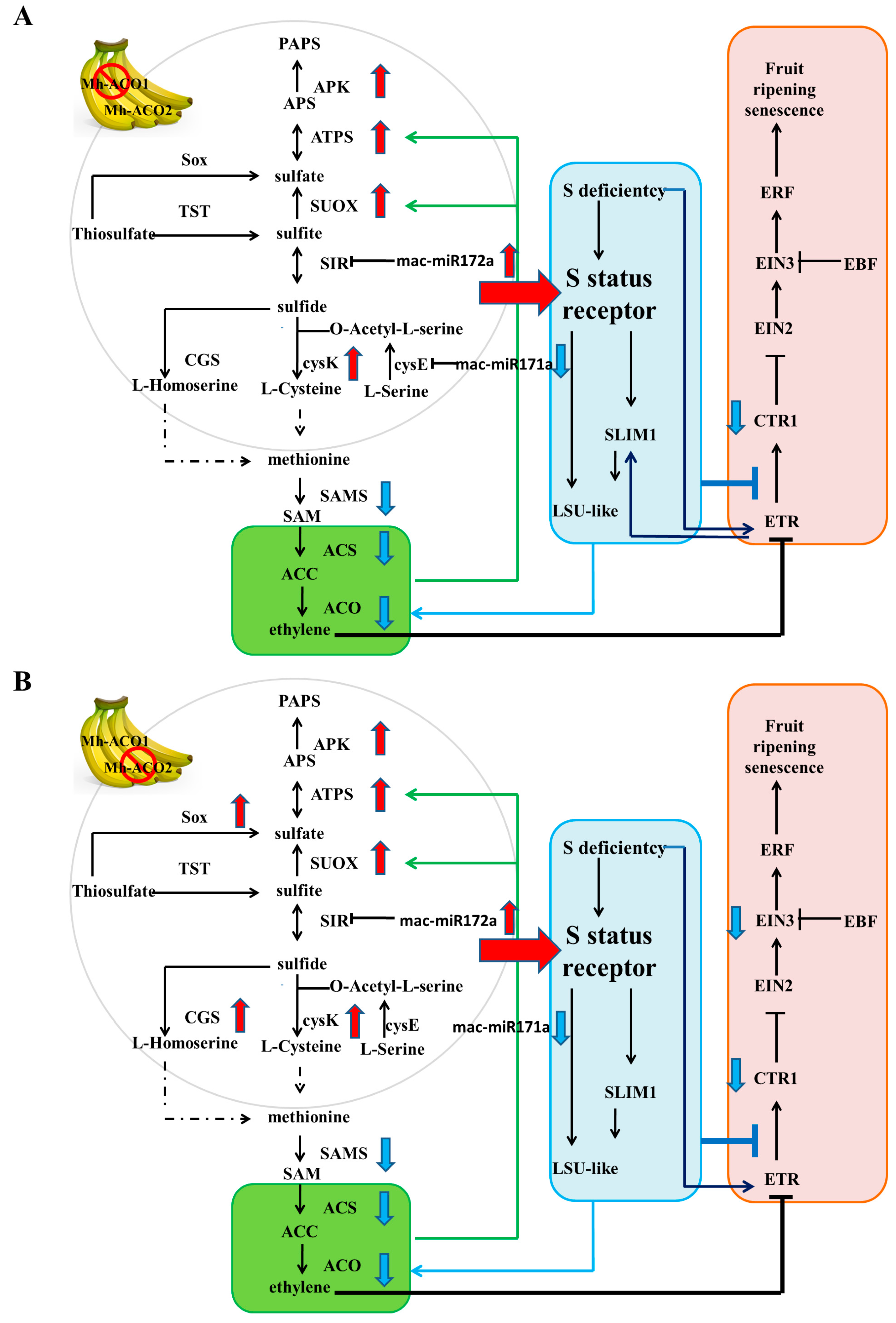 Plants 12 03414 g005