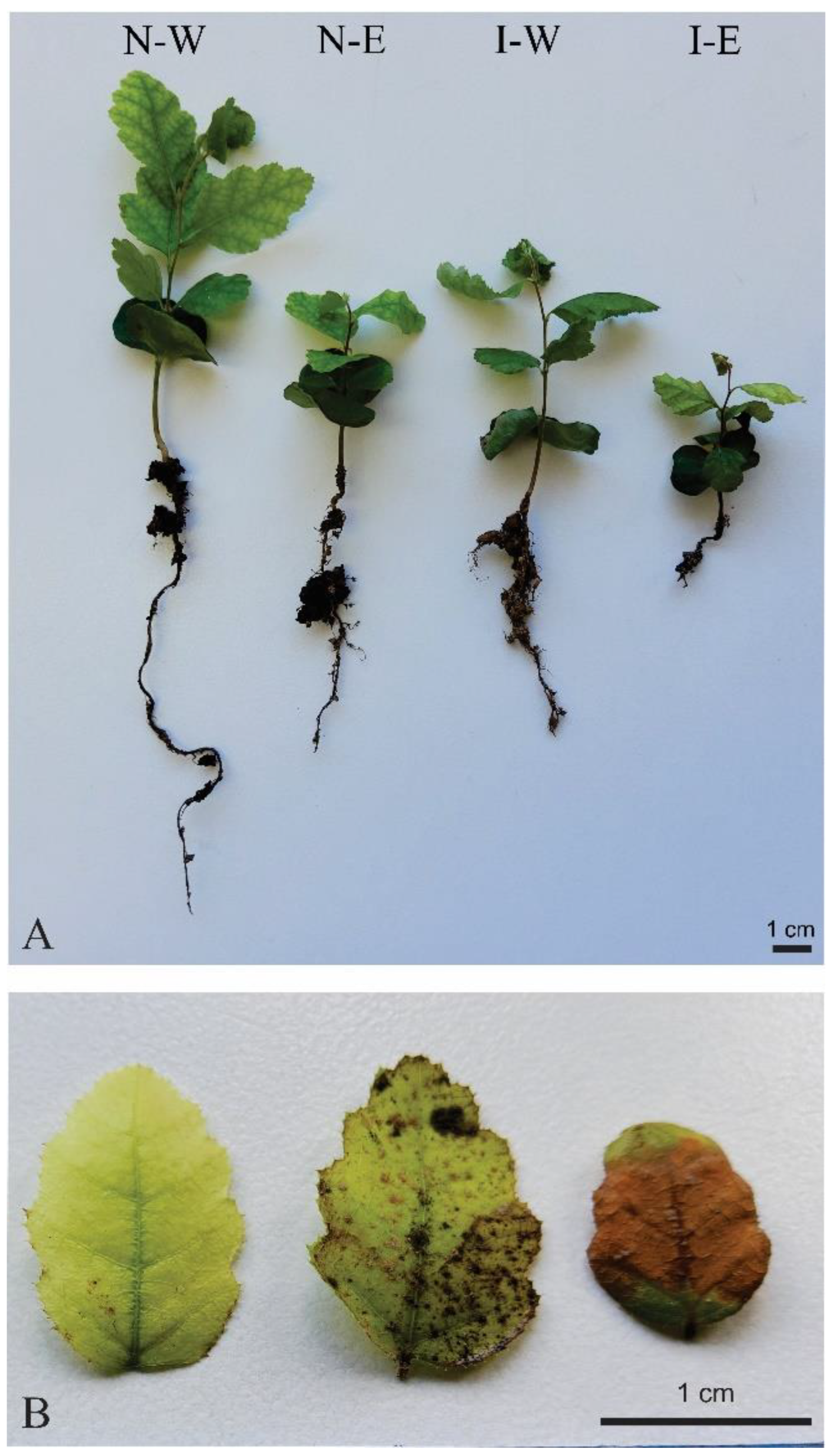 Plants 12 03419 g004 Plants 12 03419 g004