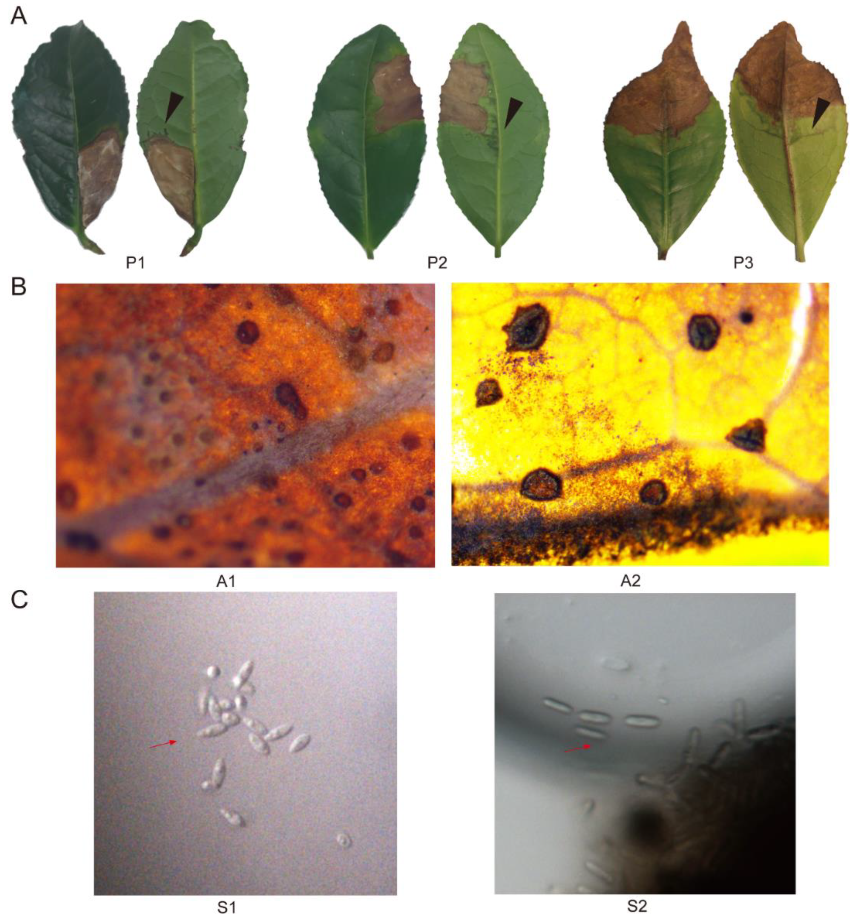 Tea scale causes yellow spots on camellia leaves…Crawlers hatching now –  EcoIPM