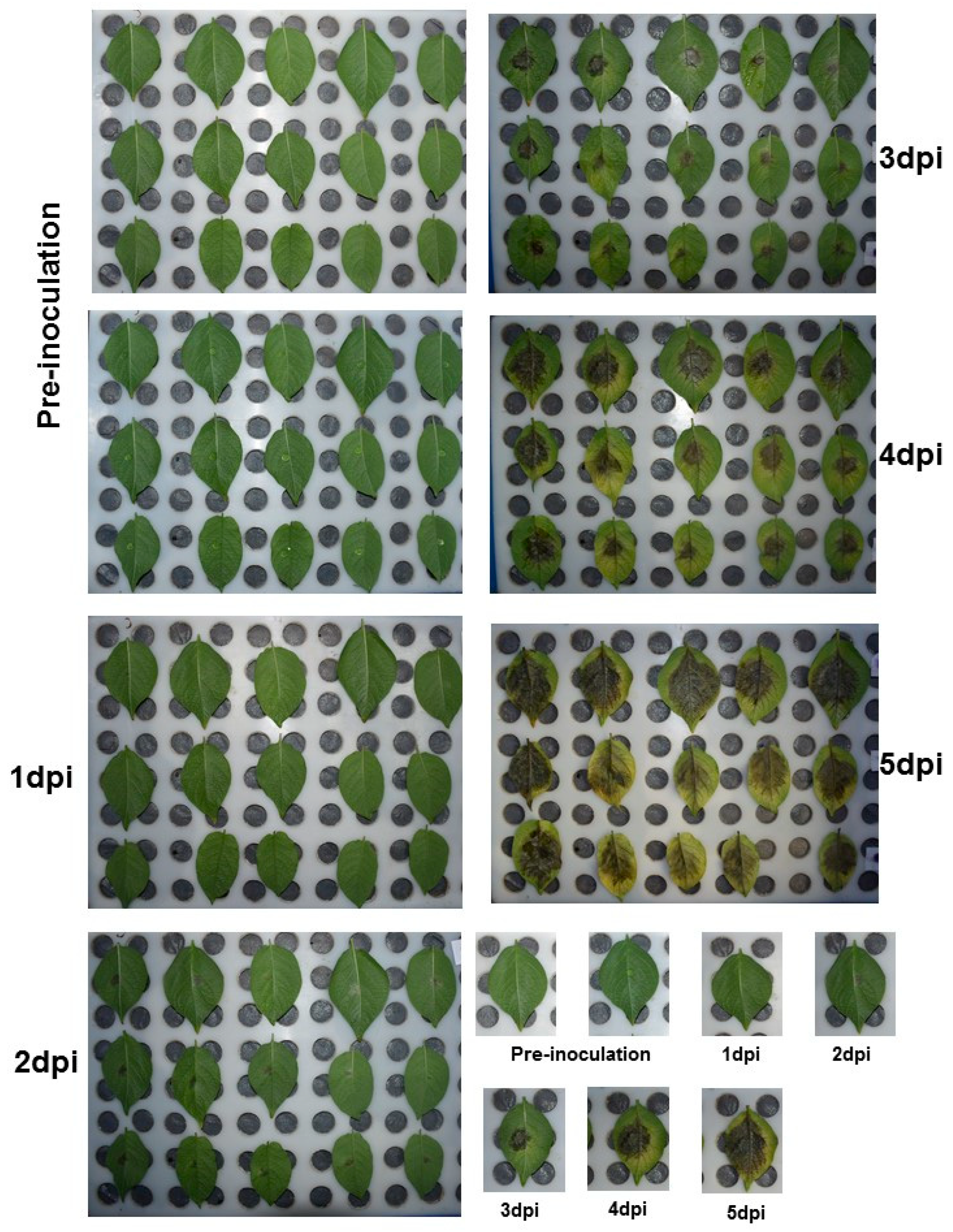 Plants 12 03433 g007