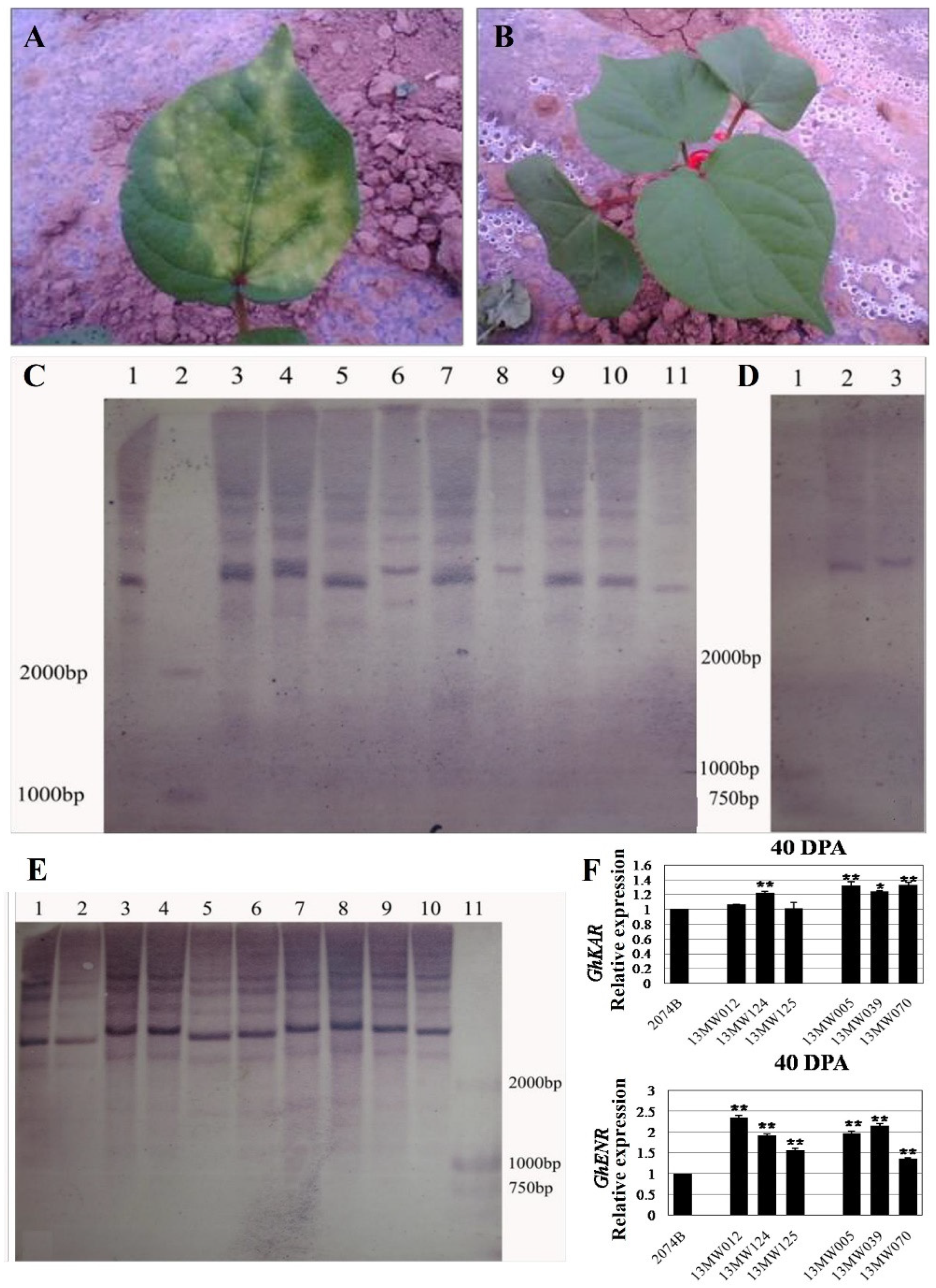 Plants 12 03437 g001
