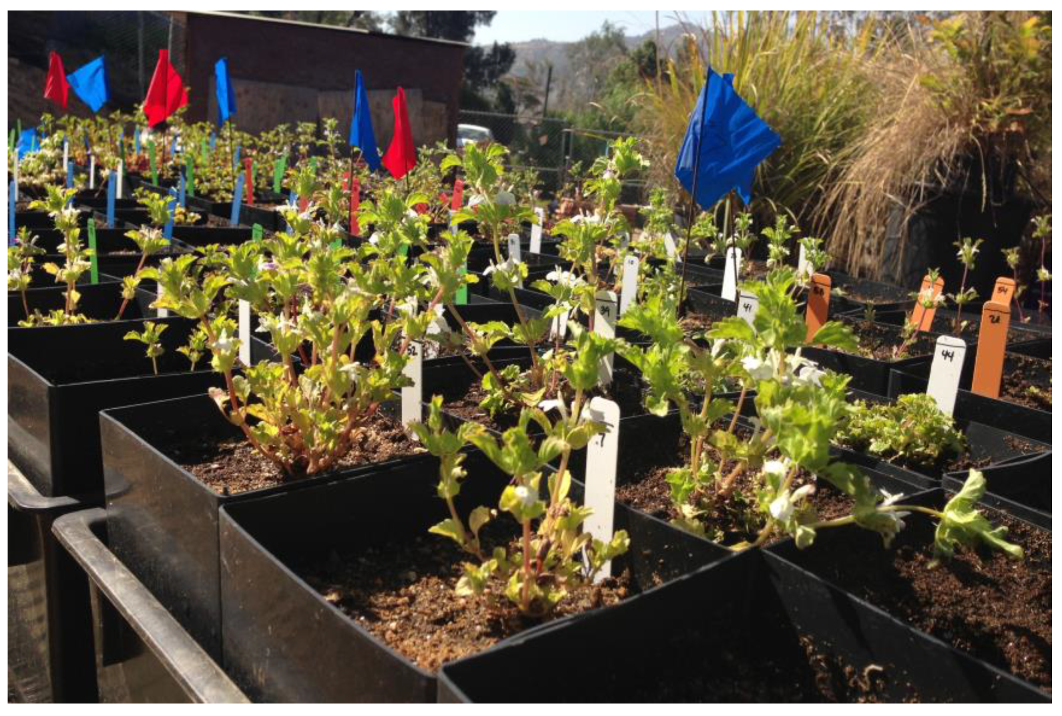 Plants 12 03439 g005