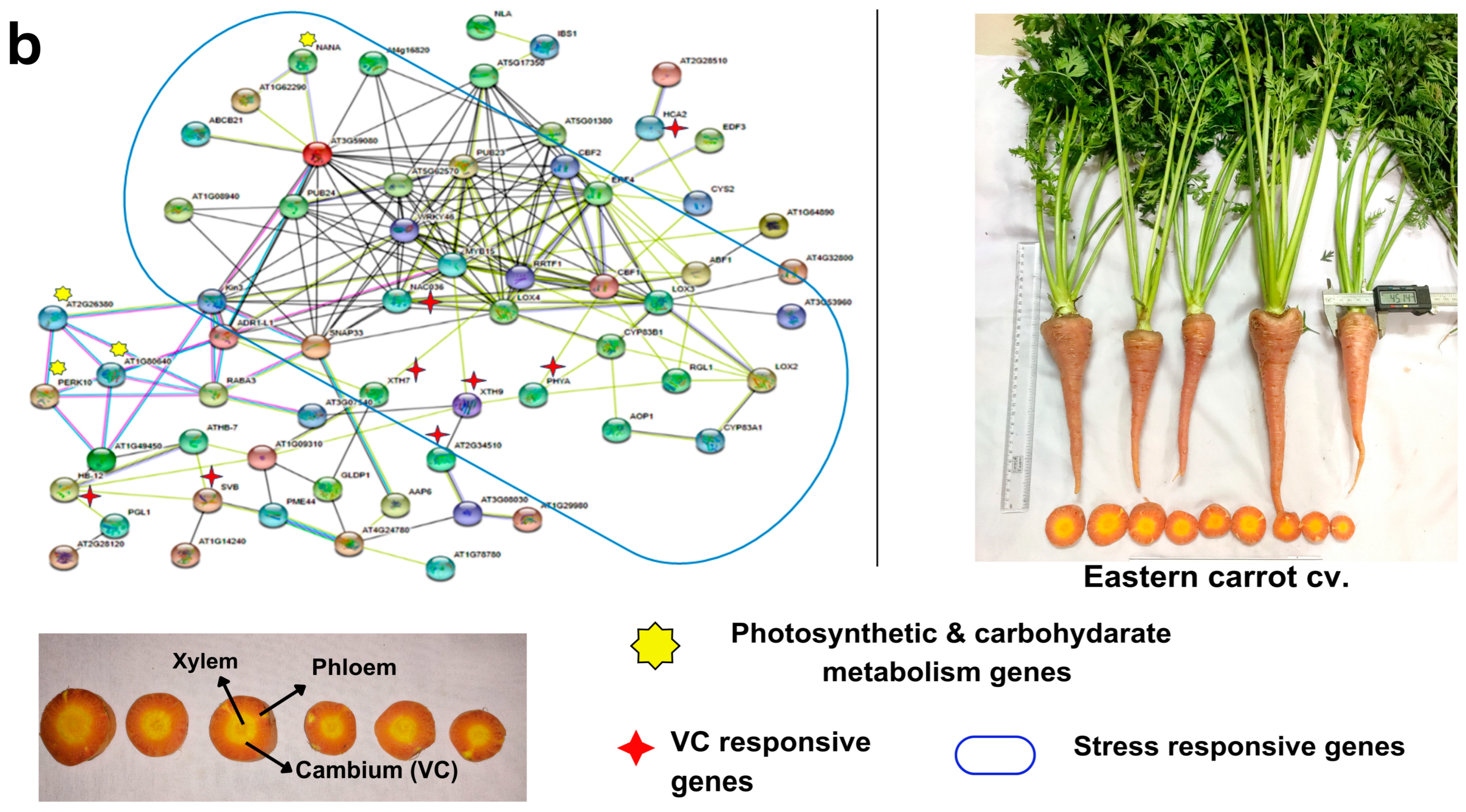 Plants 12 03449 g005b