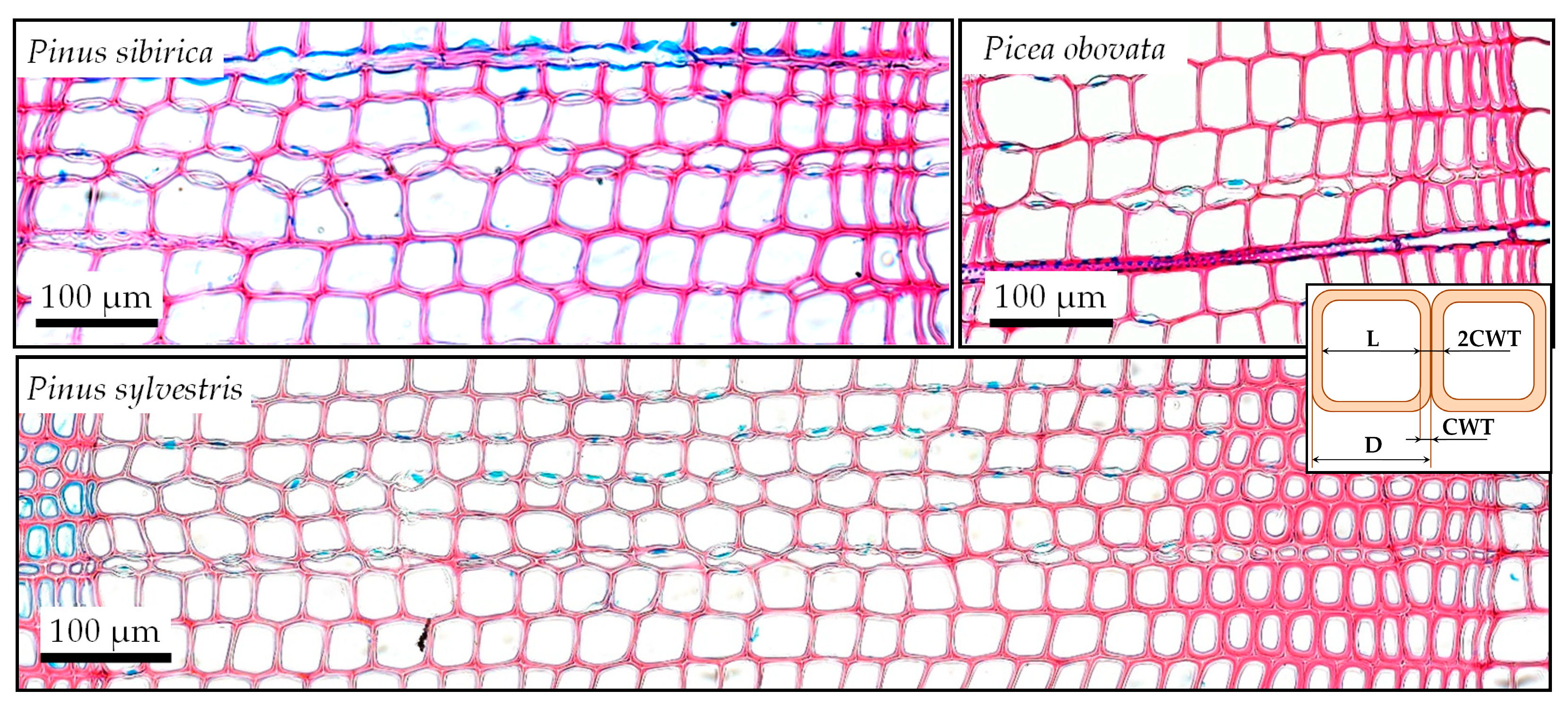 Plants 12 03454 g003