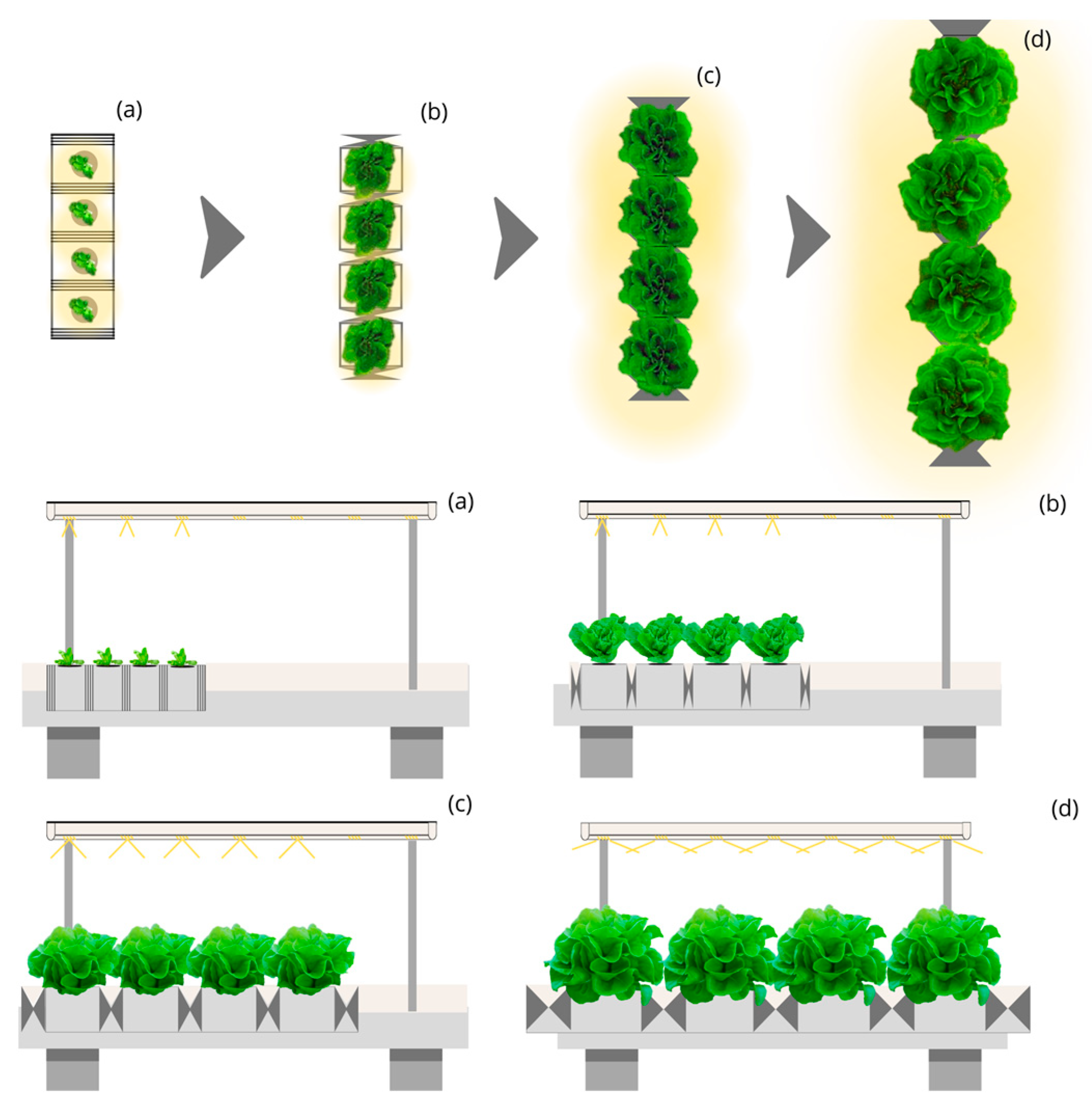 https://www.mdpi.com/plants/plants-12-03456/article_deploy/html/images/plants-12-03456-g005.png