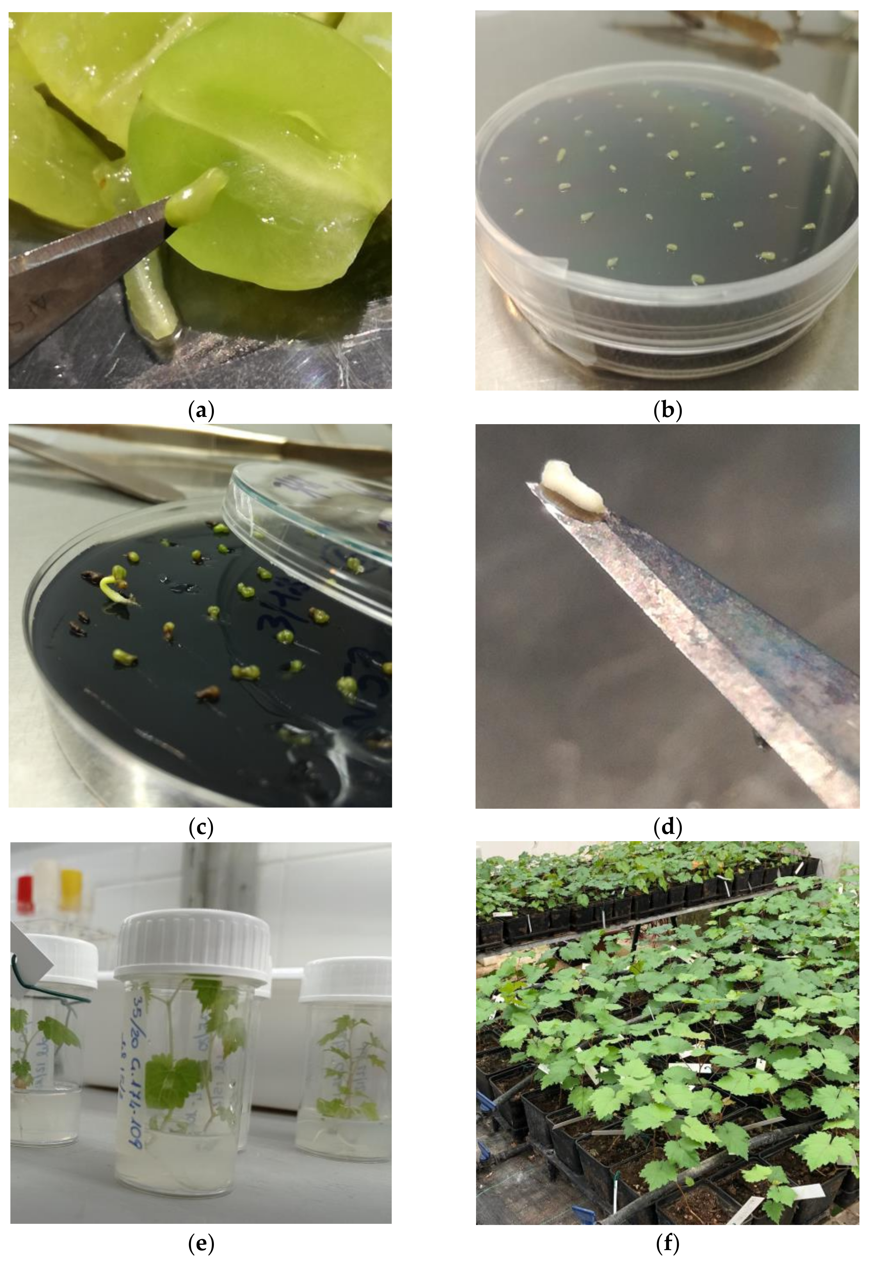 Plants 12 03469 g003