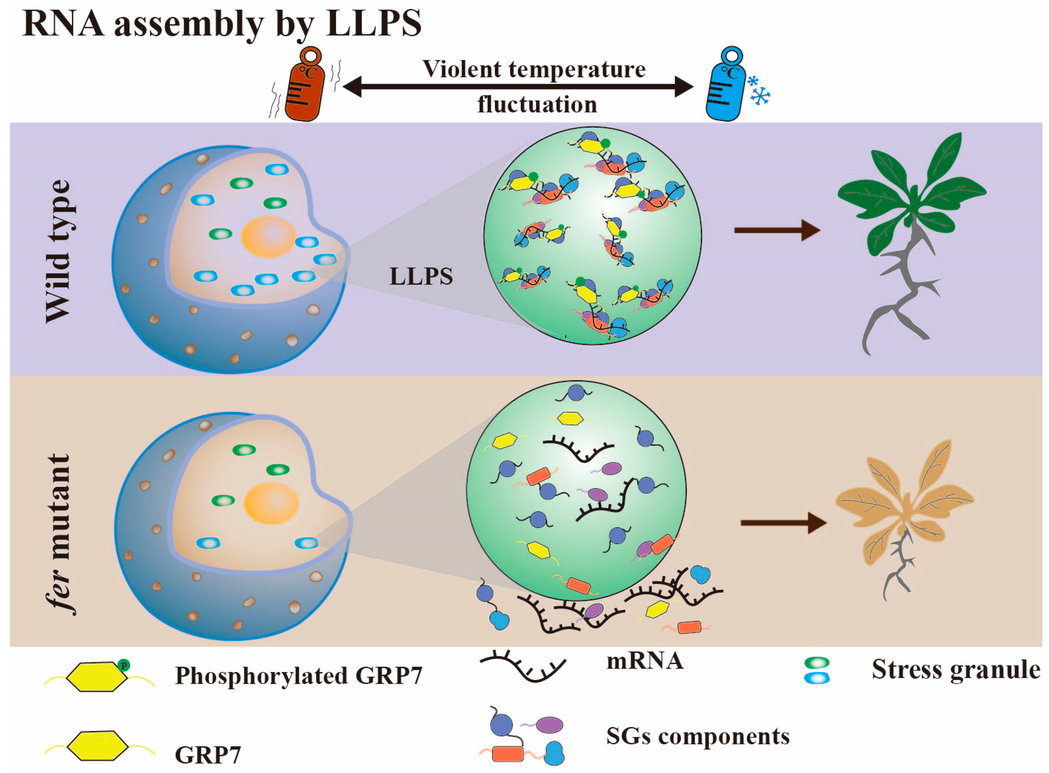 Plants 12 03504 g004