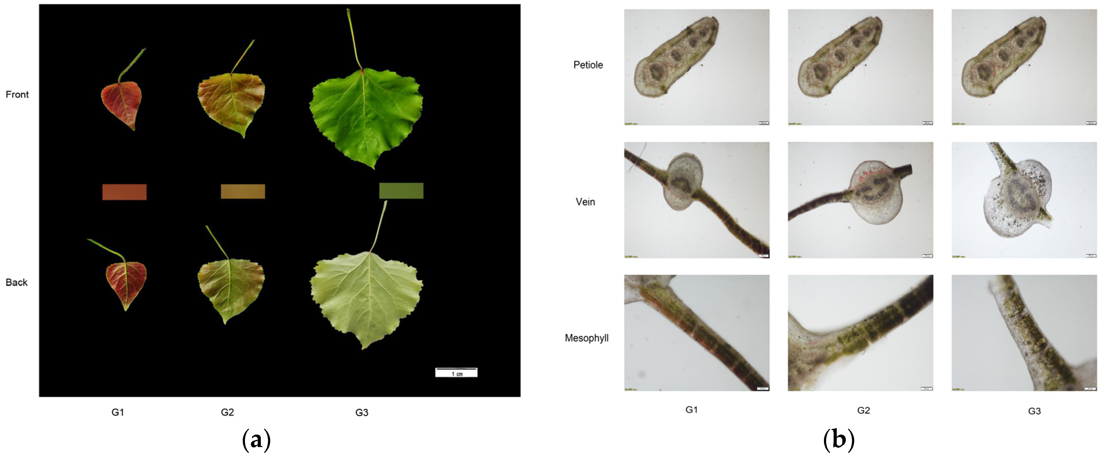 Plants 12 03511 g001