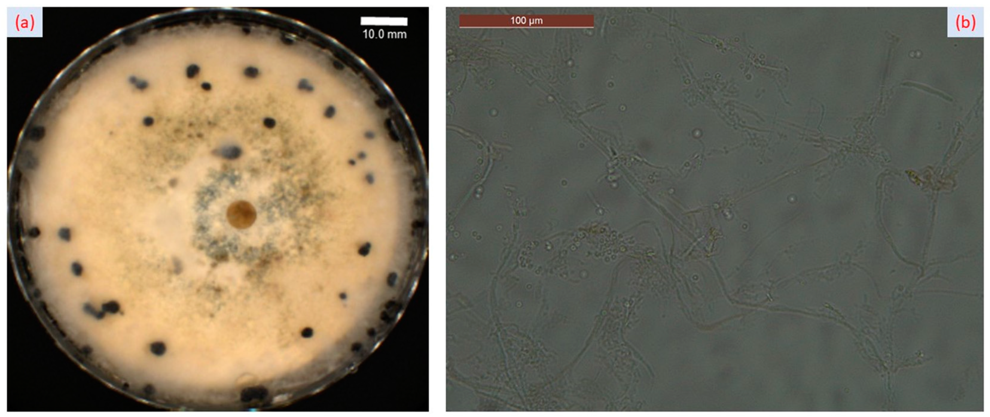 Plants 12 03516 g003