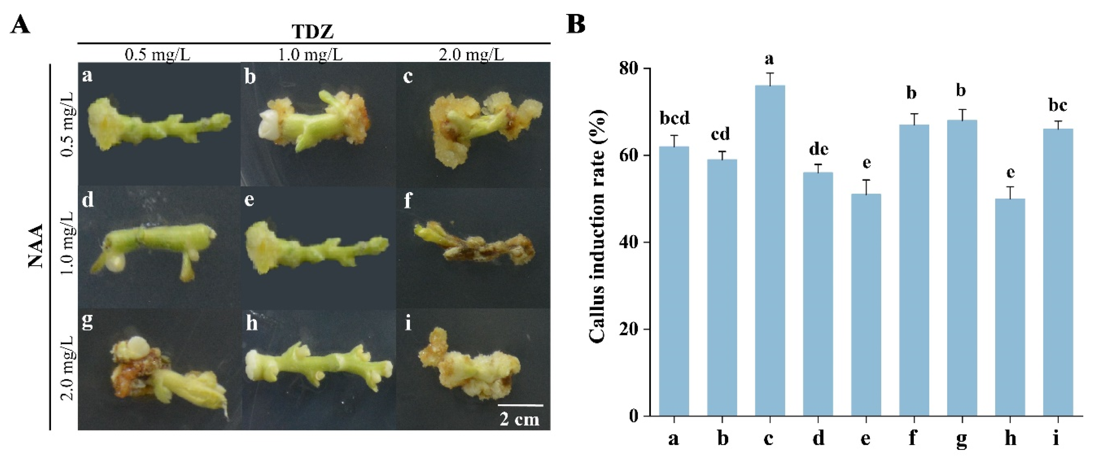 Plants 12 03535 g004