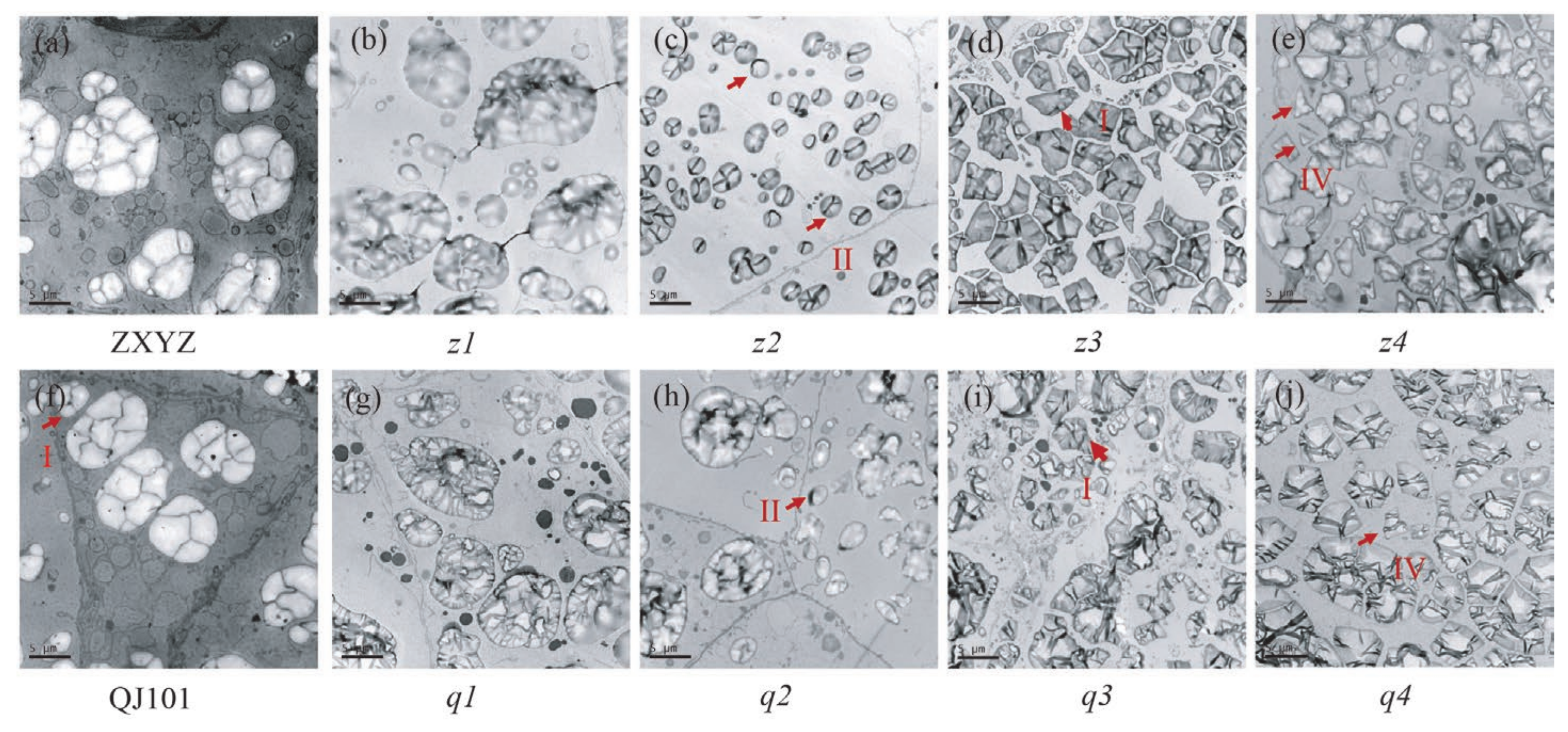 Plants 12 03541 g004