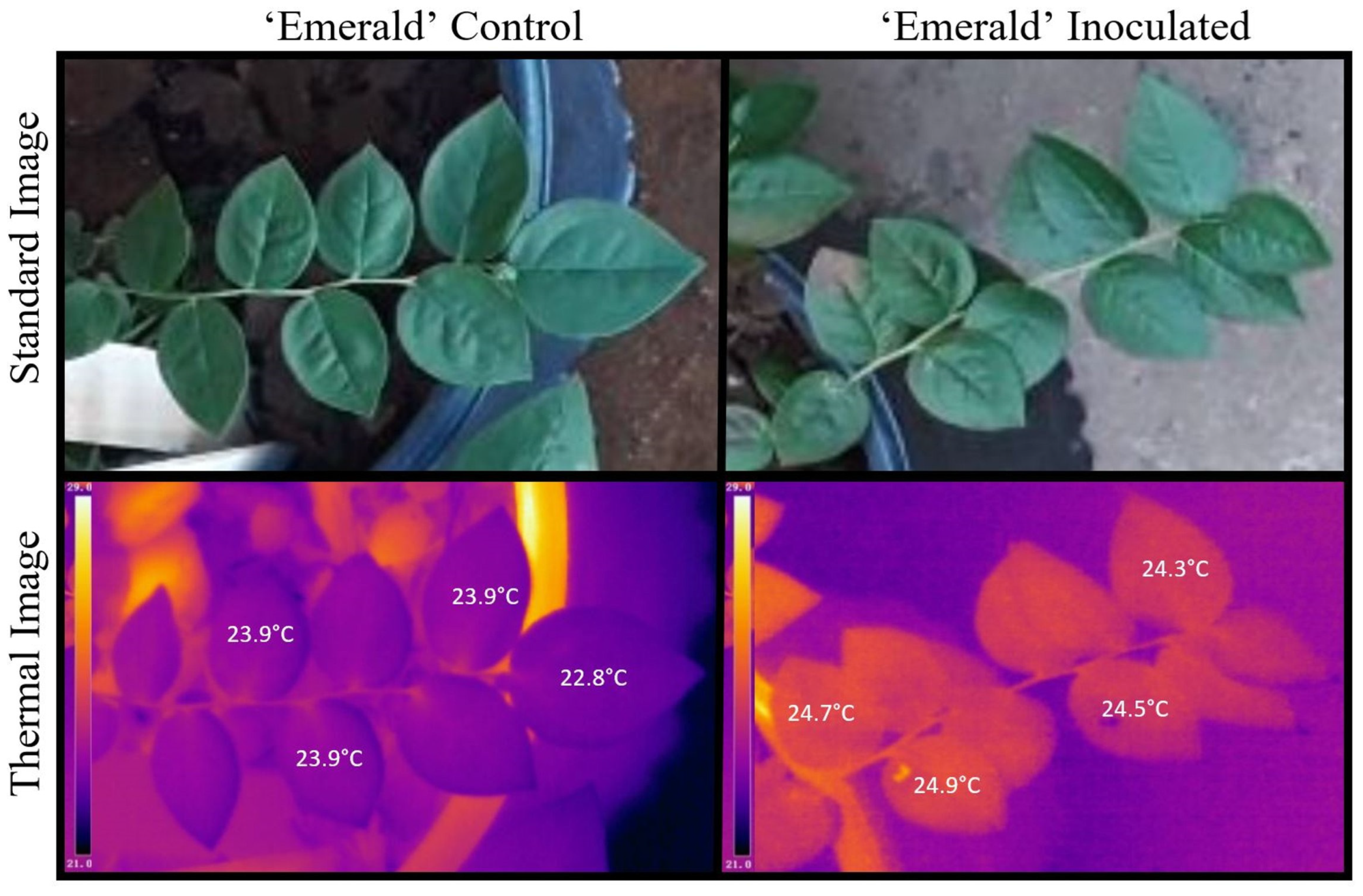 Plants 12 03562 g002