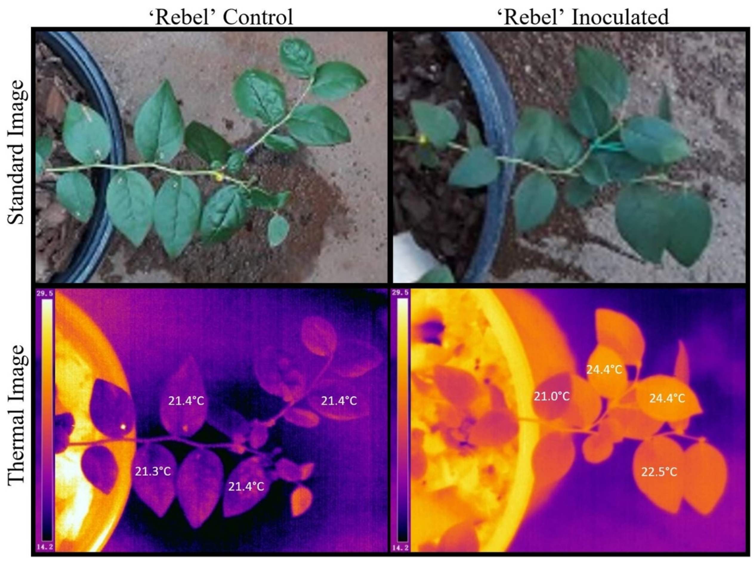 Plants 12 03562 g003