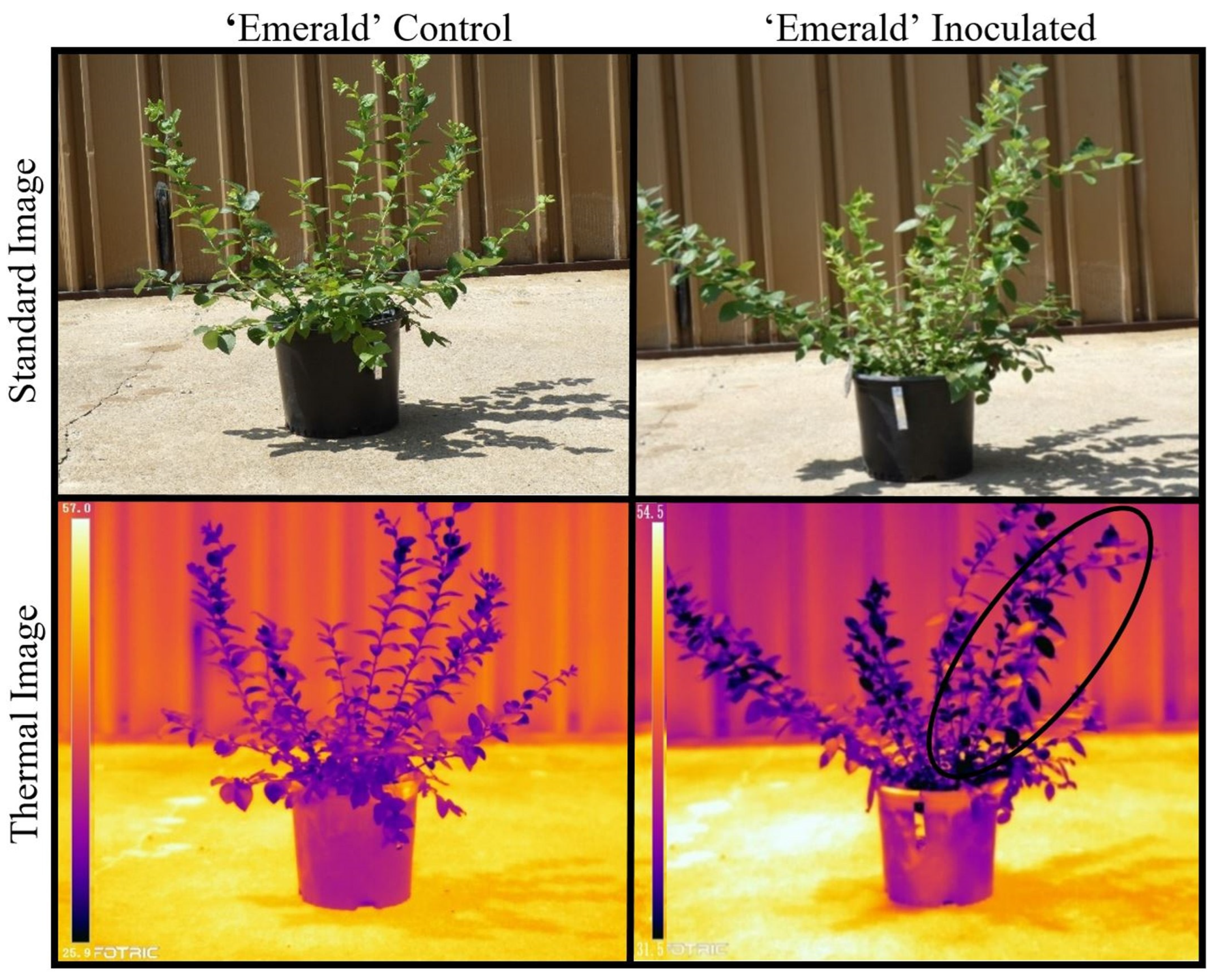 Plants 12 03562 g005