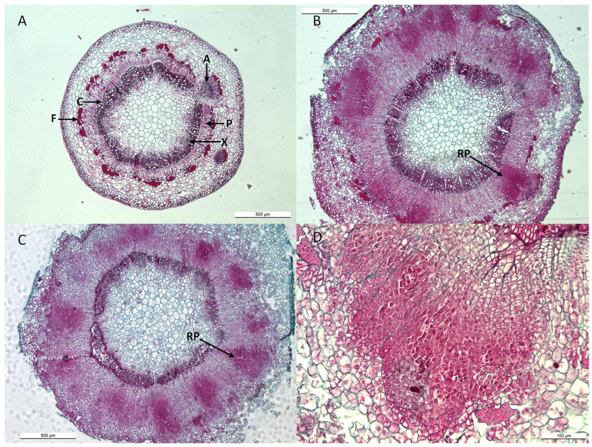 Plants 12 03610 g005