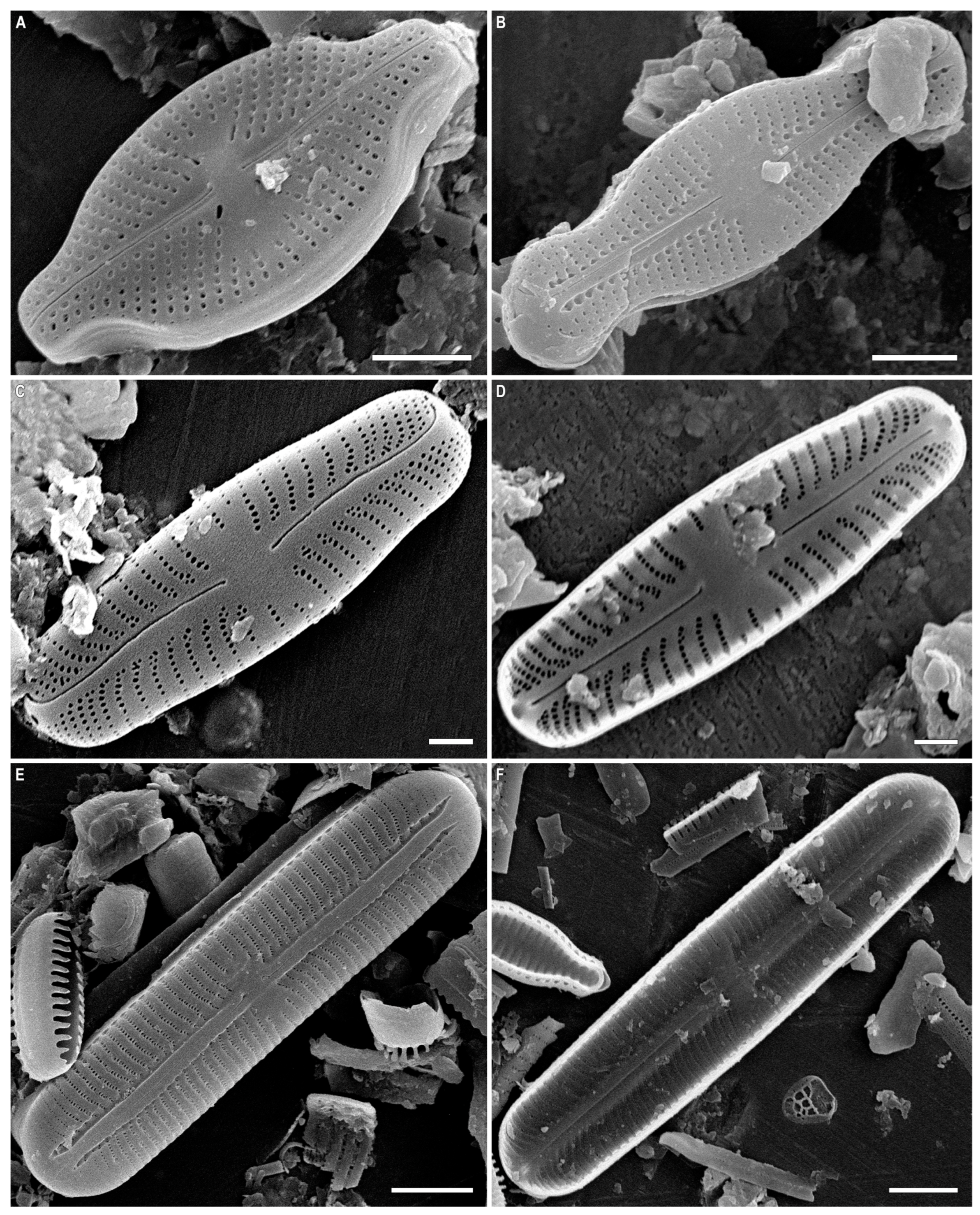 Sellaphorineae, living interphase cells in valve view. 14–17 – Rossia