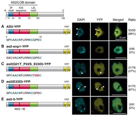 Plants | Free Full-Text | Arabidopsis ASYMMETRIC LEAVES2 and Nucleolar ...