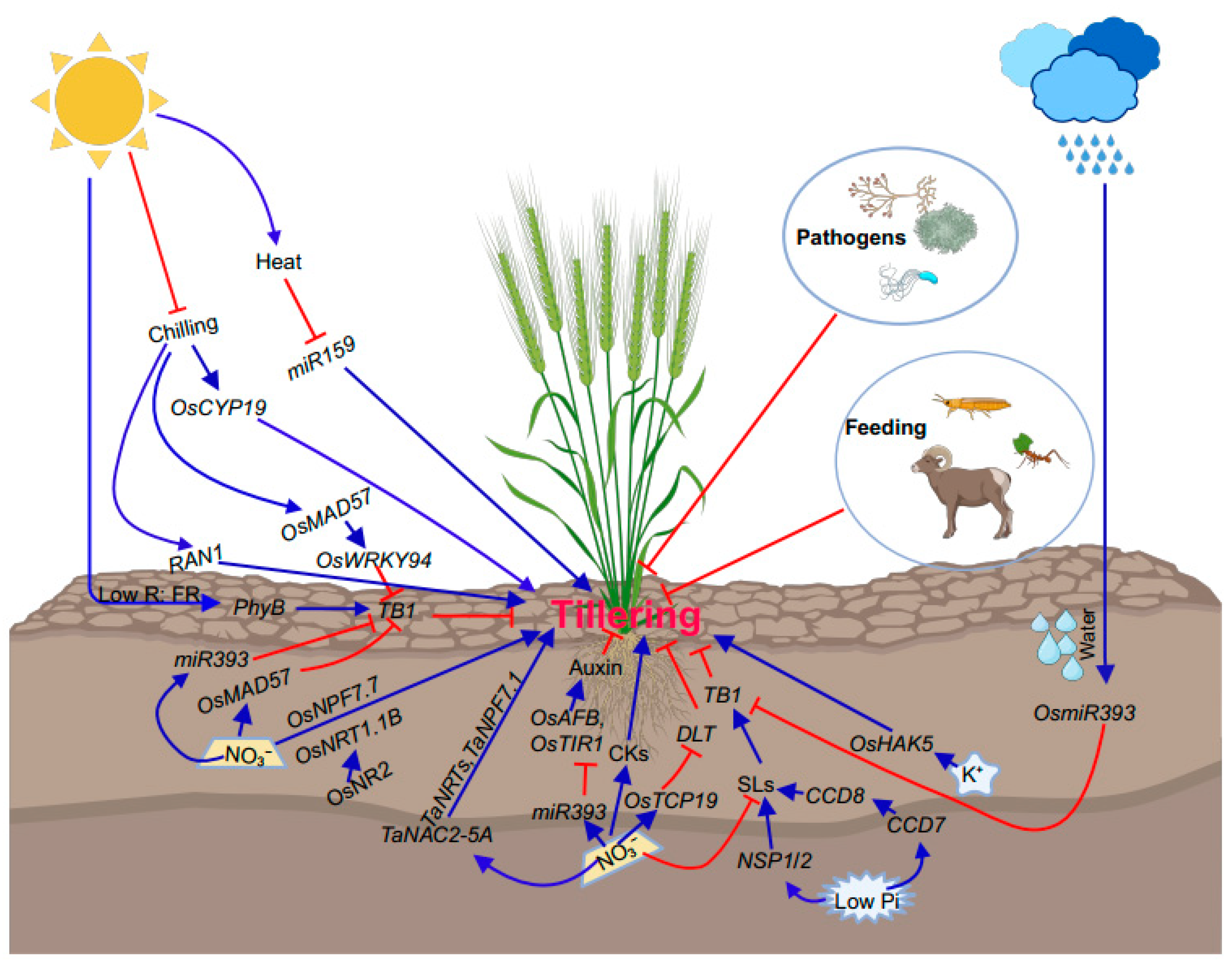Plants 12 03628 g003 Plants 12 03628 g003